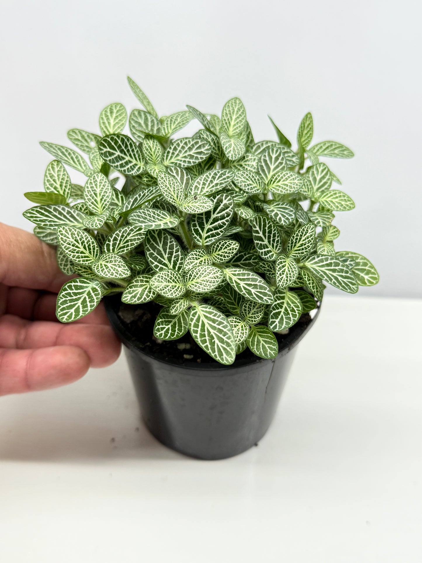 Fittonia albivenis Rosy Cloud White Star - Best Pick of the Crop