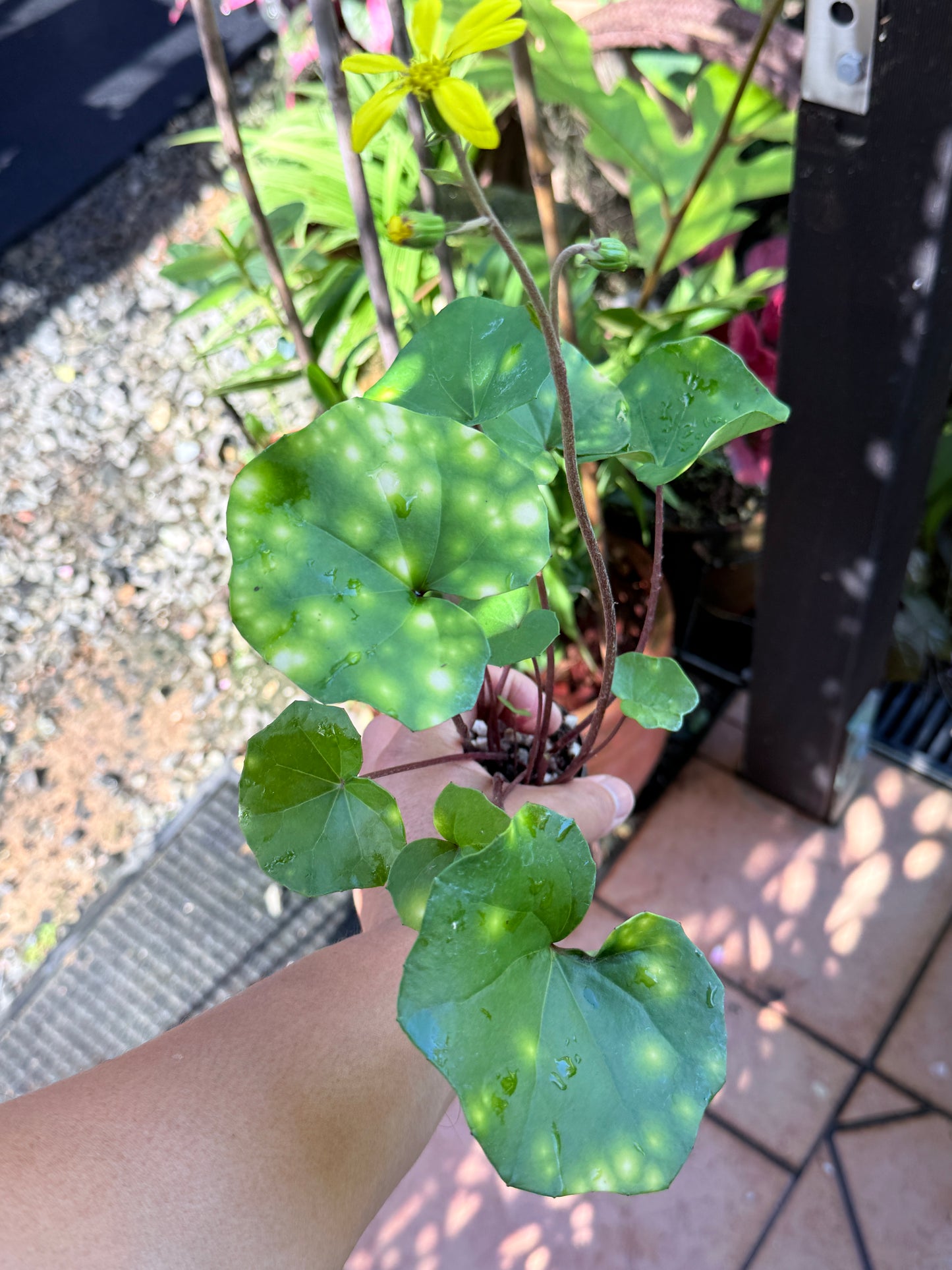 Farfugium japonicum 'Firefly Leopard Plant' M31