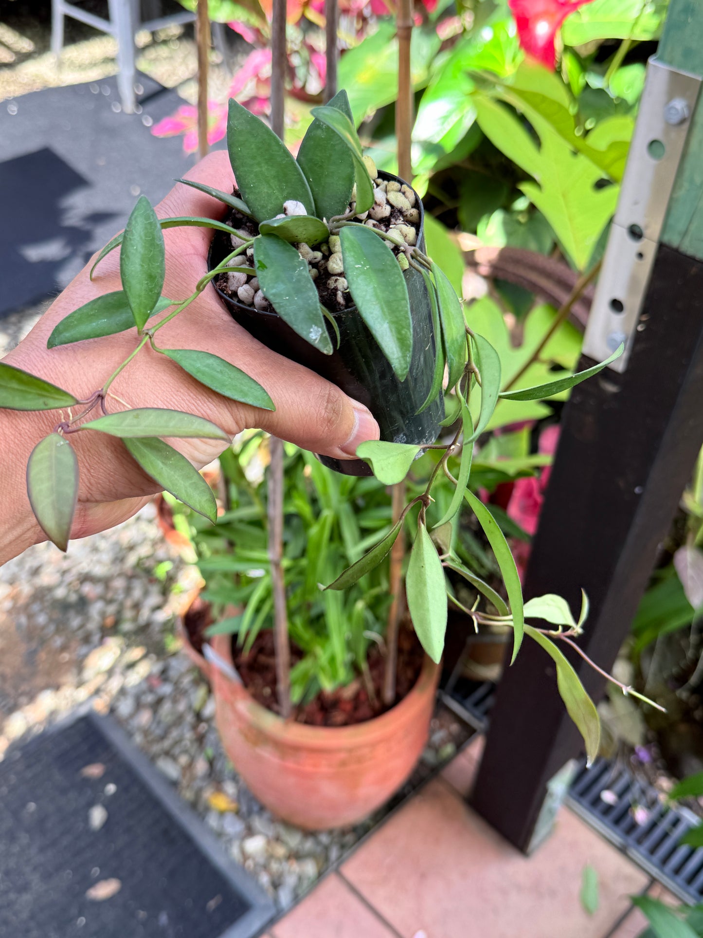 Hoya 'Rosita' M47