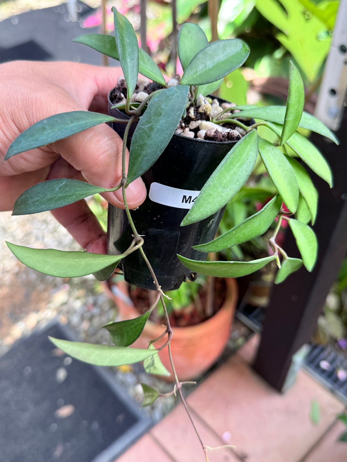 Hoya 'Rosita' M46