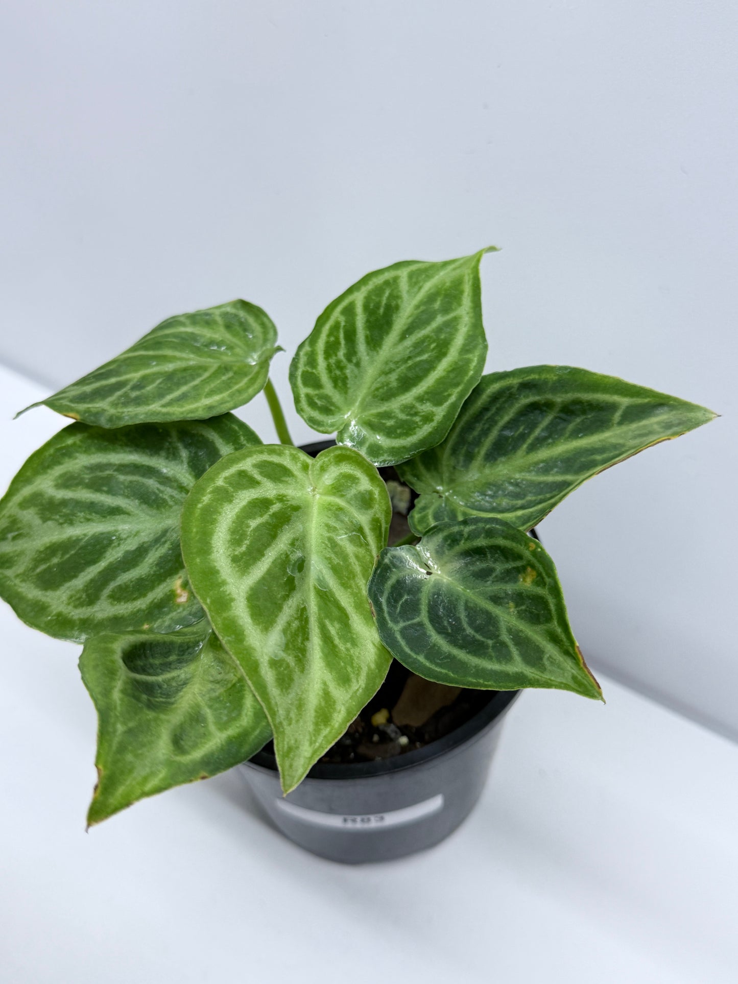 Anthurium crystallinium Dorayaki Hybrid Mini R83