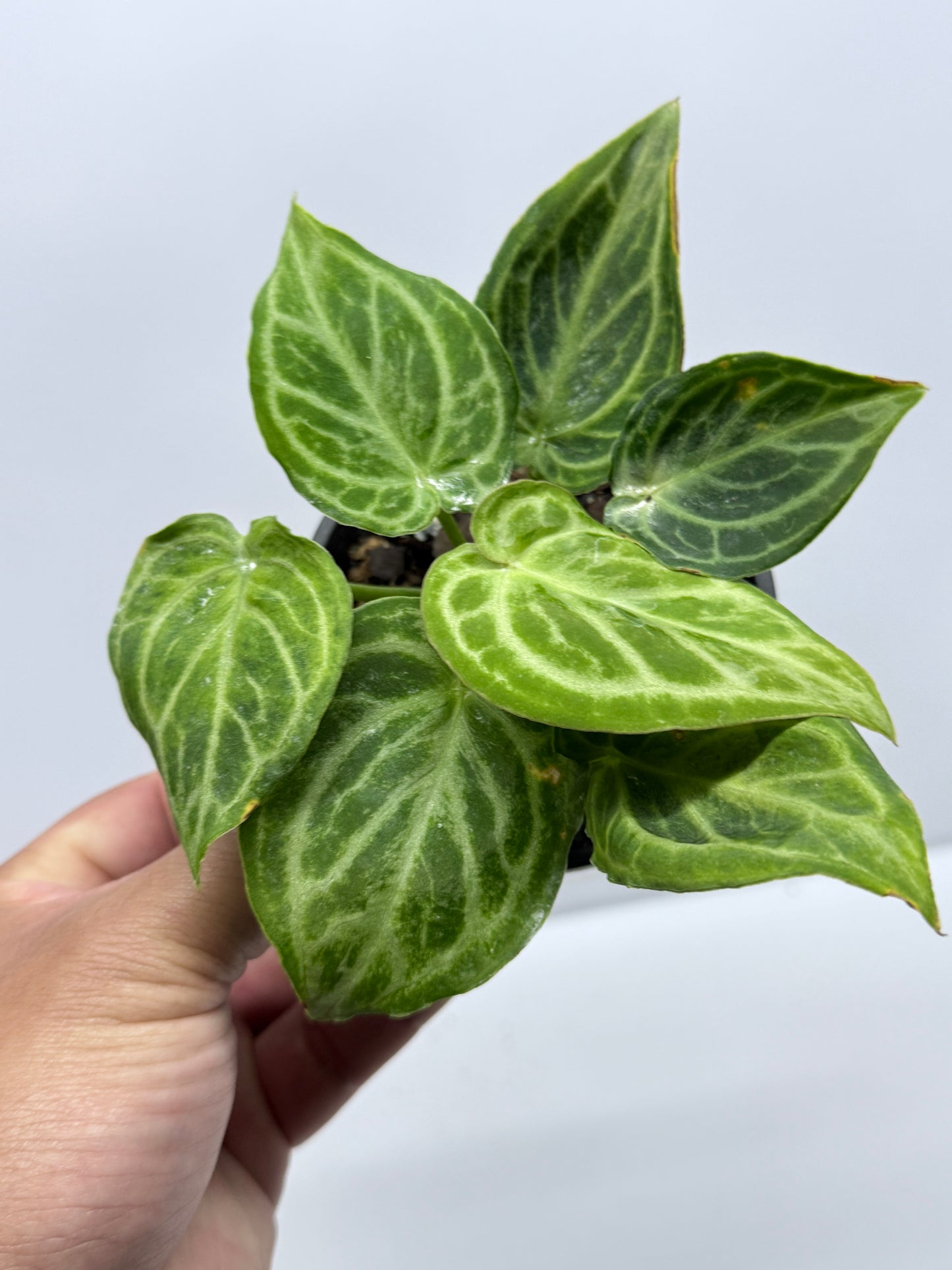 Anthurium crystallinium Dorayaki Hybrid Mini R83