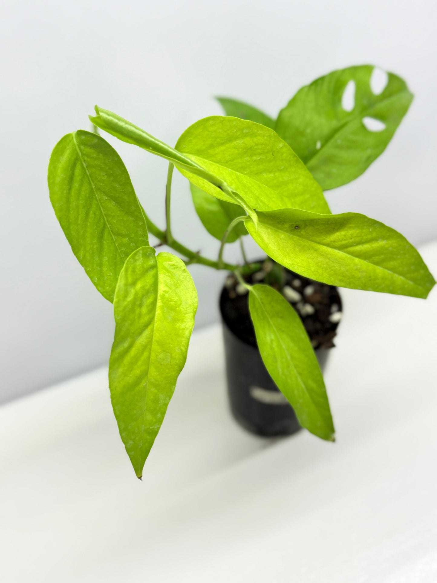 Epipremnum pinnatum Neon - Rarely Offered F53
