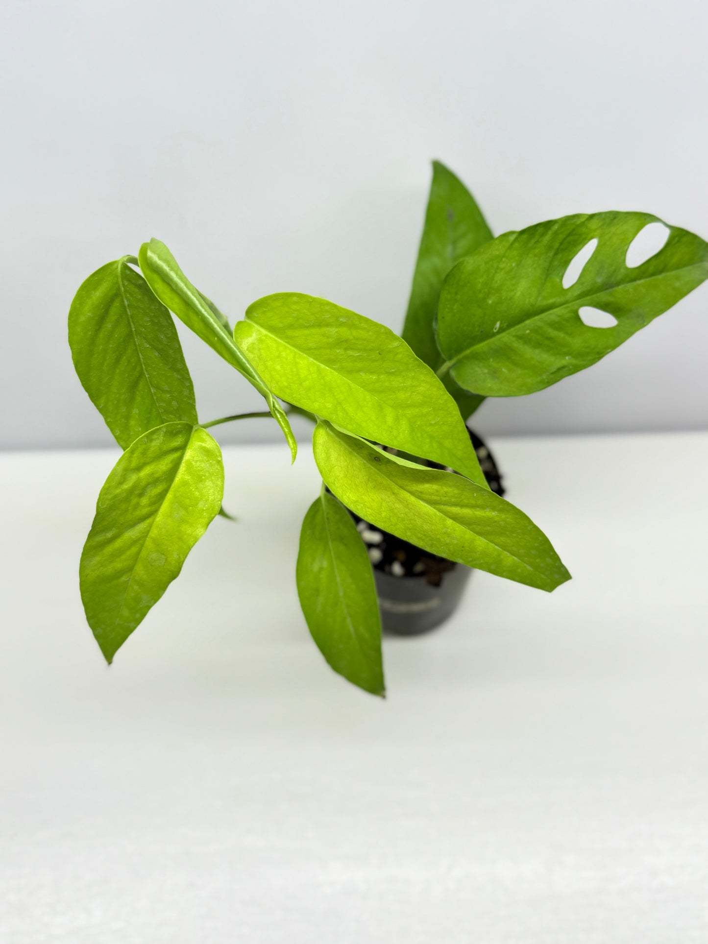 Epipremnum pinnatum Neon - Rarely Offered F53