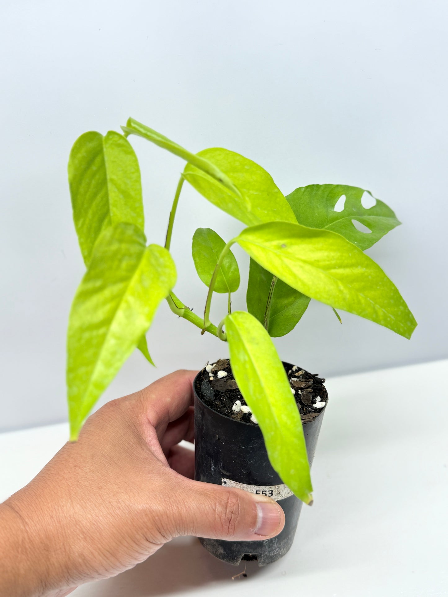 Epipremnum pinnatum Neon - Rarely Offered F53