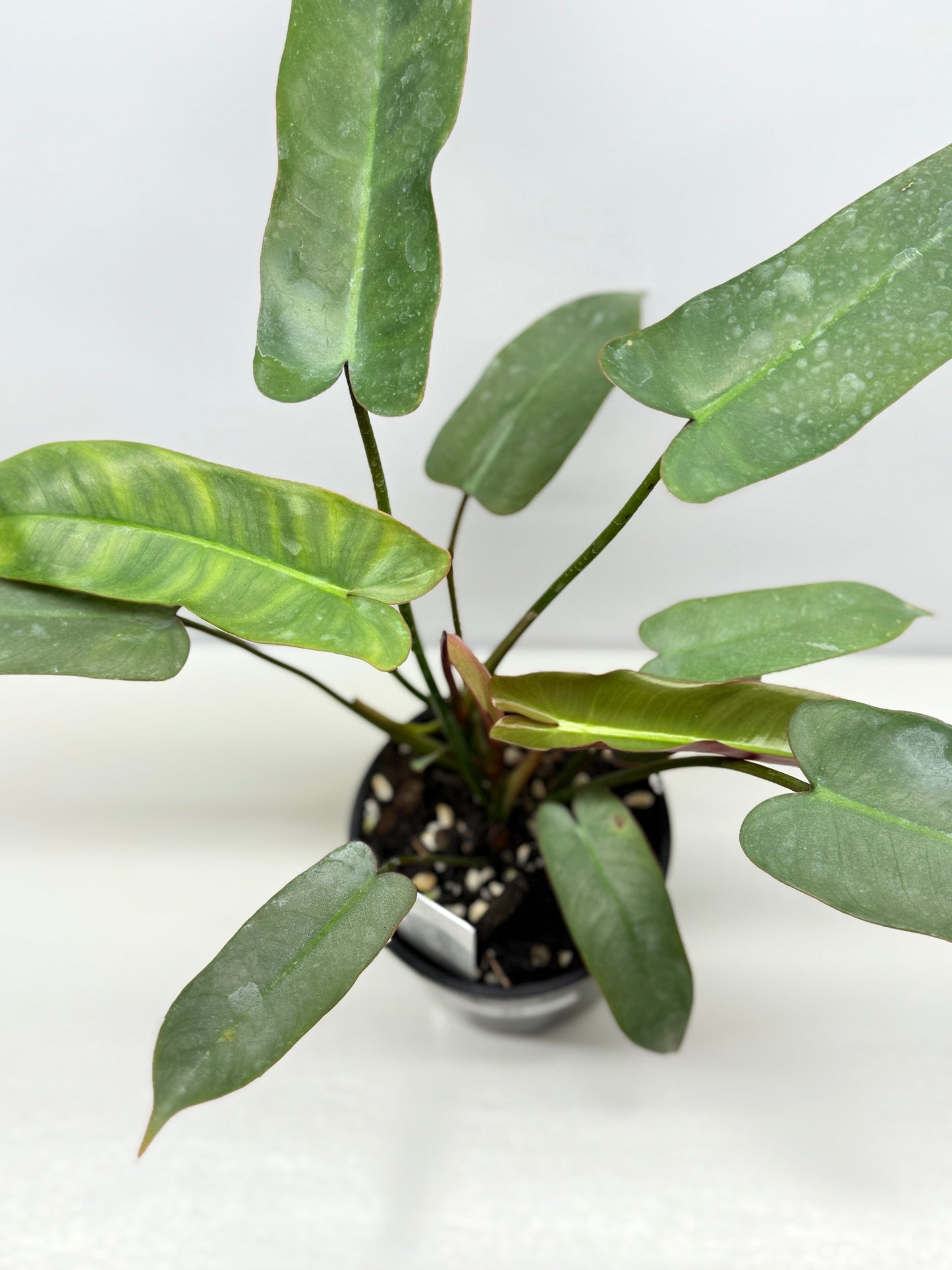 Philodendron 'Atabapoense Silver' - Best Pick of the Crop!