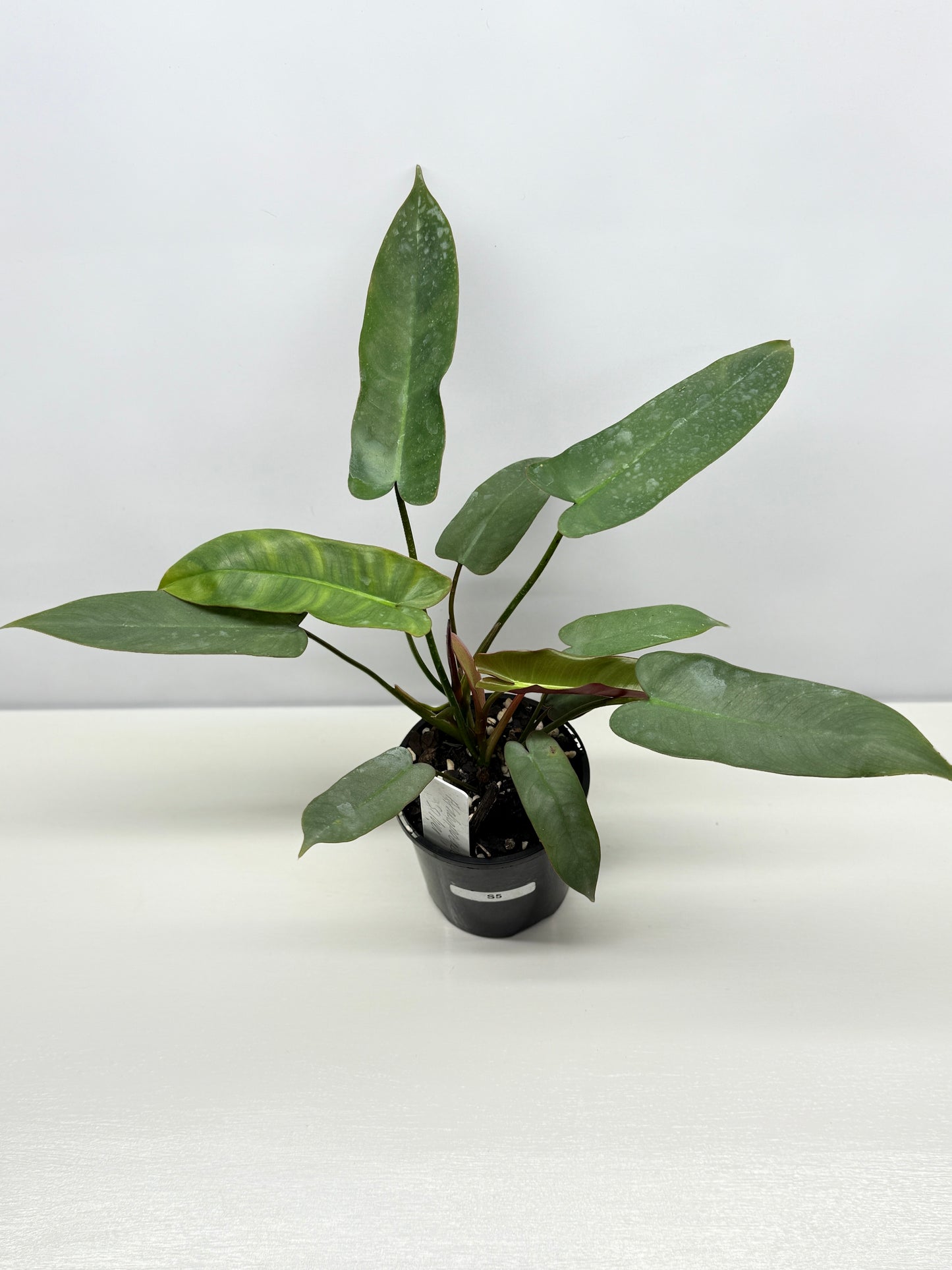 Philodendron 'Atabapoense Silver' - Best Pick of the Crop!