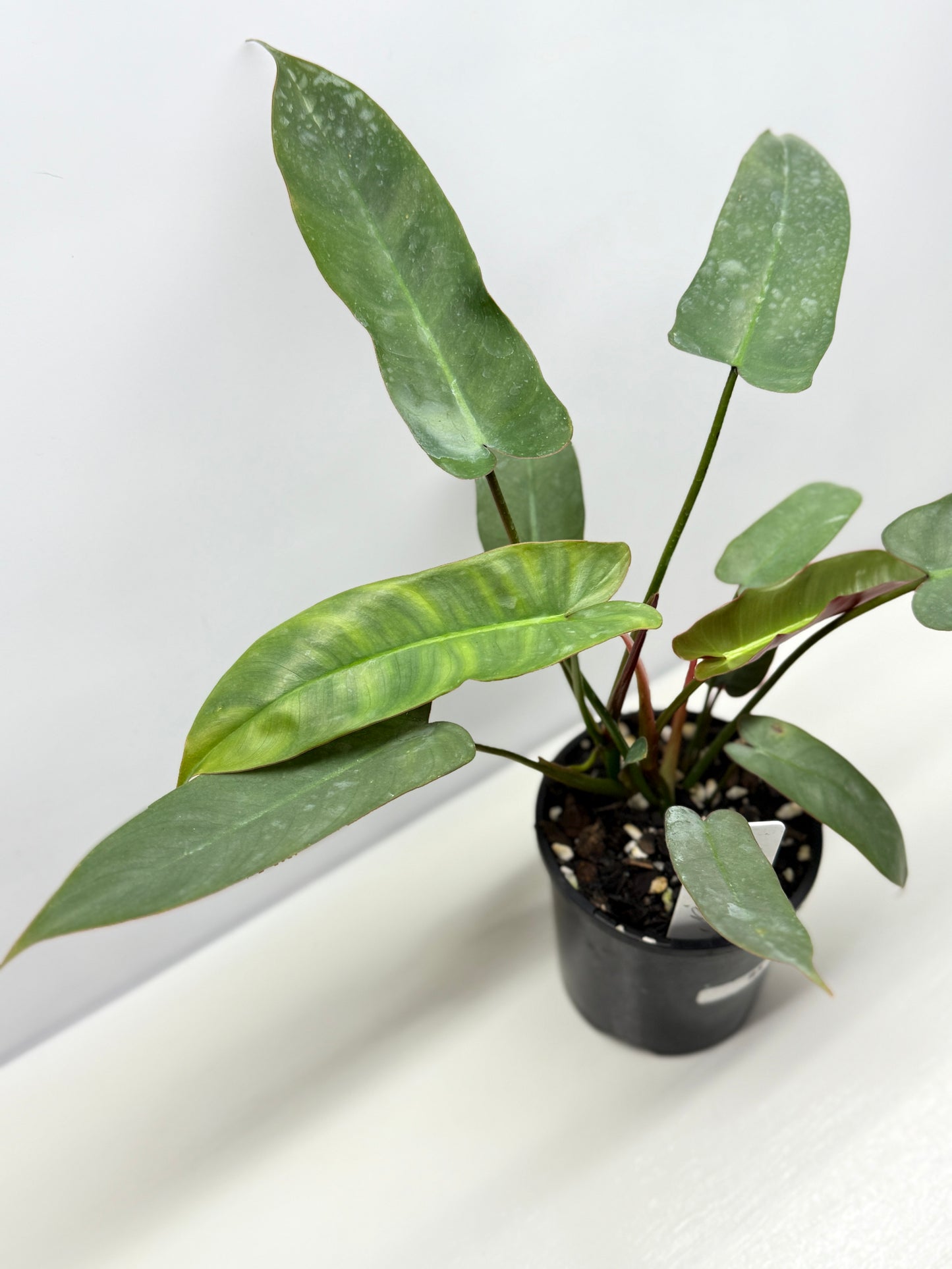 Philodendron 'Atabapoense Silver' - Best Pick of the Crop!