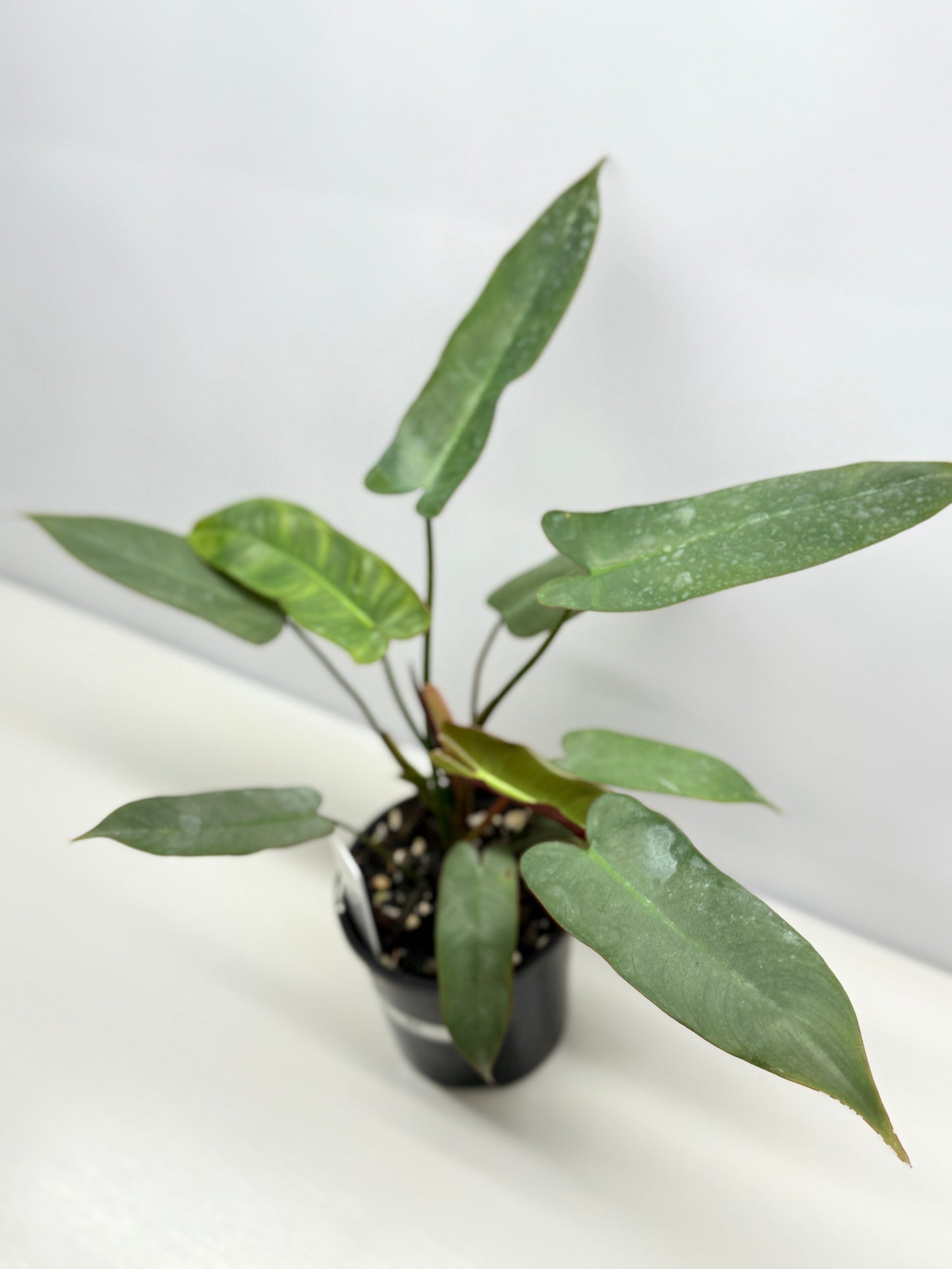 Philodendron 'Atabapoense Silver' - Best Pick of the Crop!