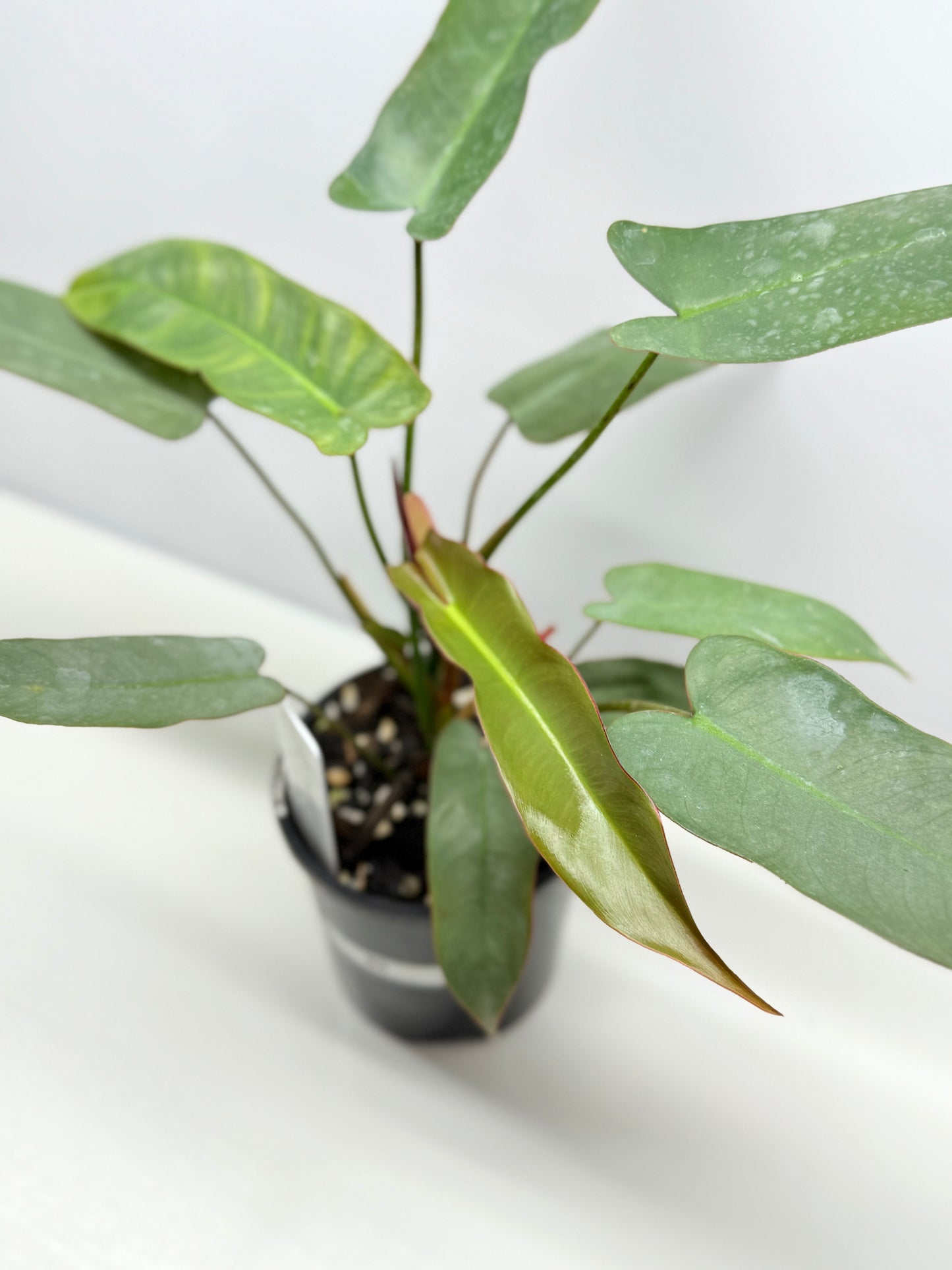 Philodendron 'Atabapoense Silver' - Best Pick of the Crop!