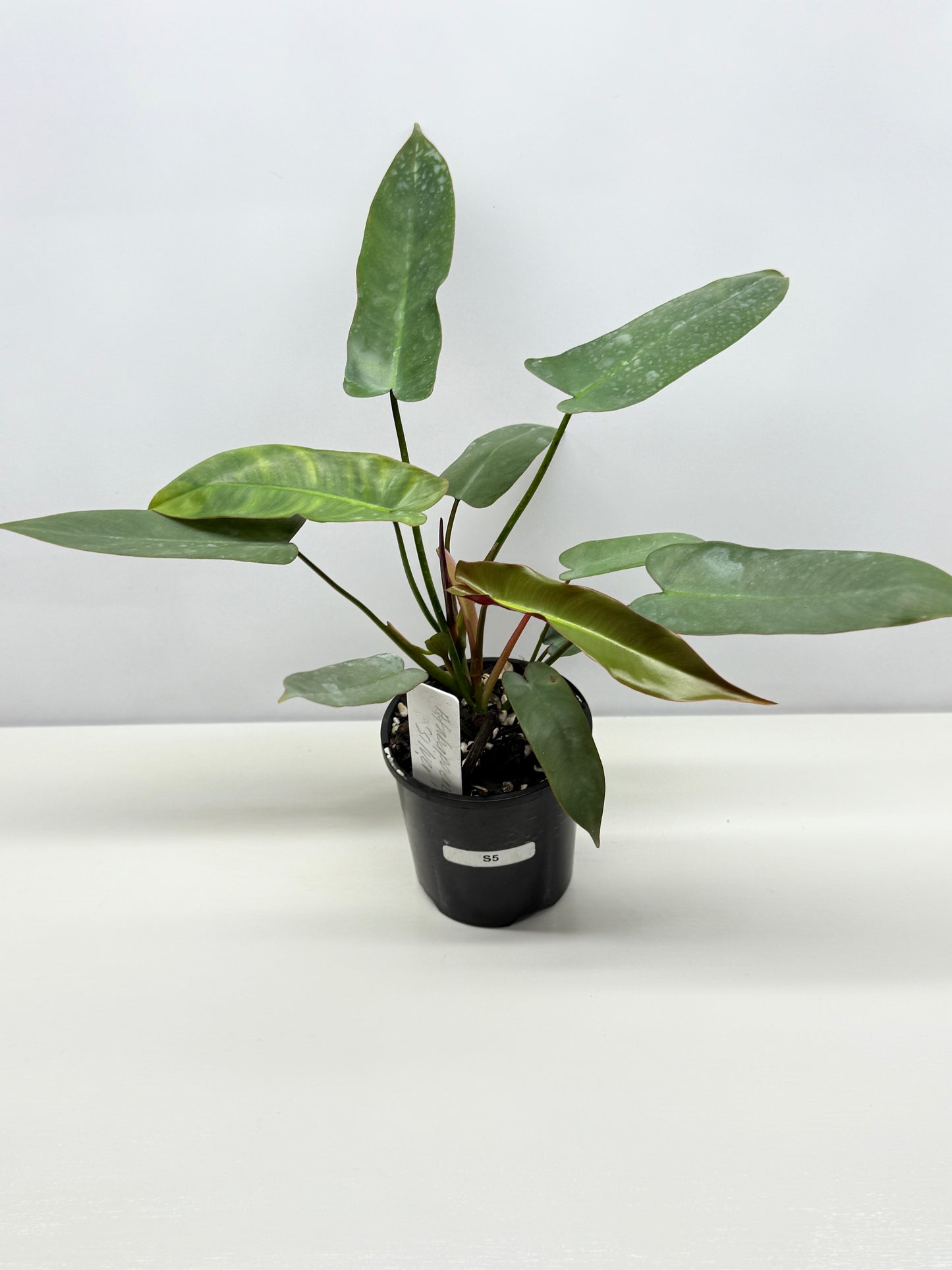 Philodendron 'Atabapoense Silver' - Best Pick of the Crop!