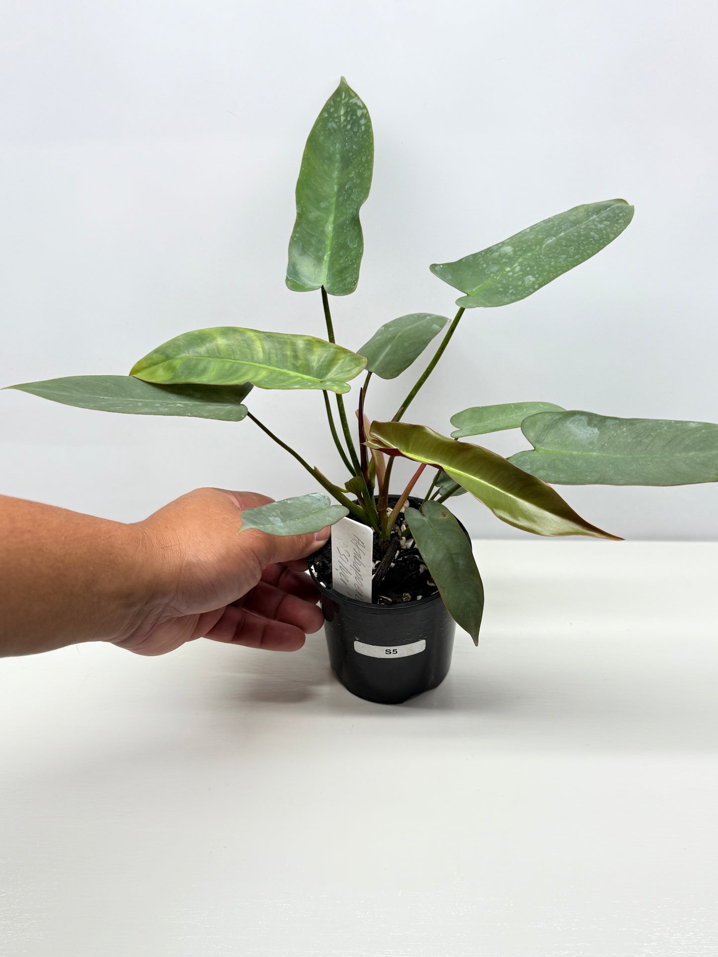 Philodendron 'Atabapoense Silver' - Best Pick of the Crop!