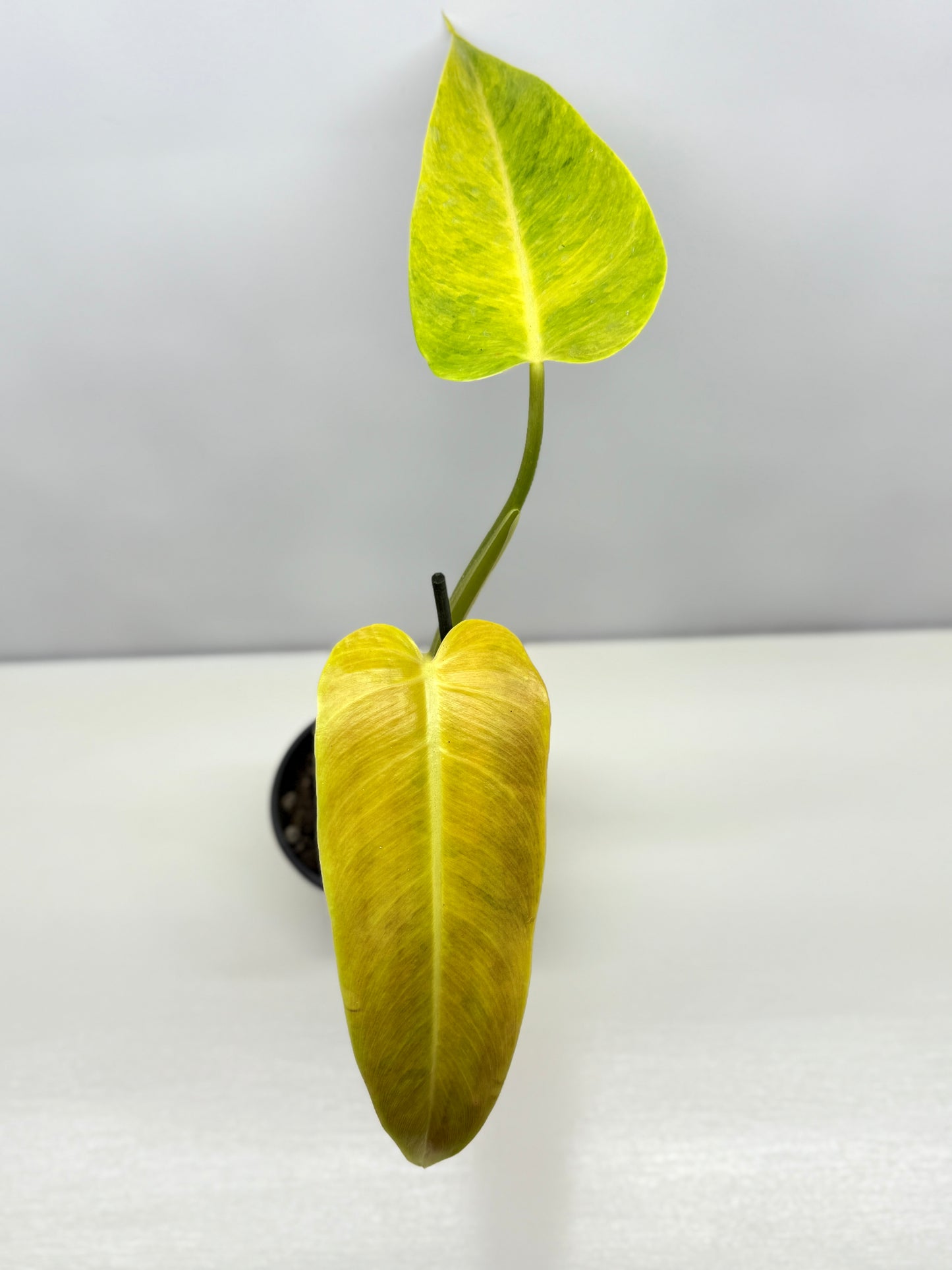 Philodendron Lemon Twist A29