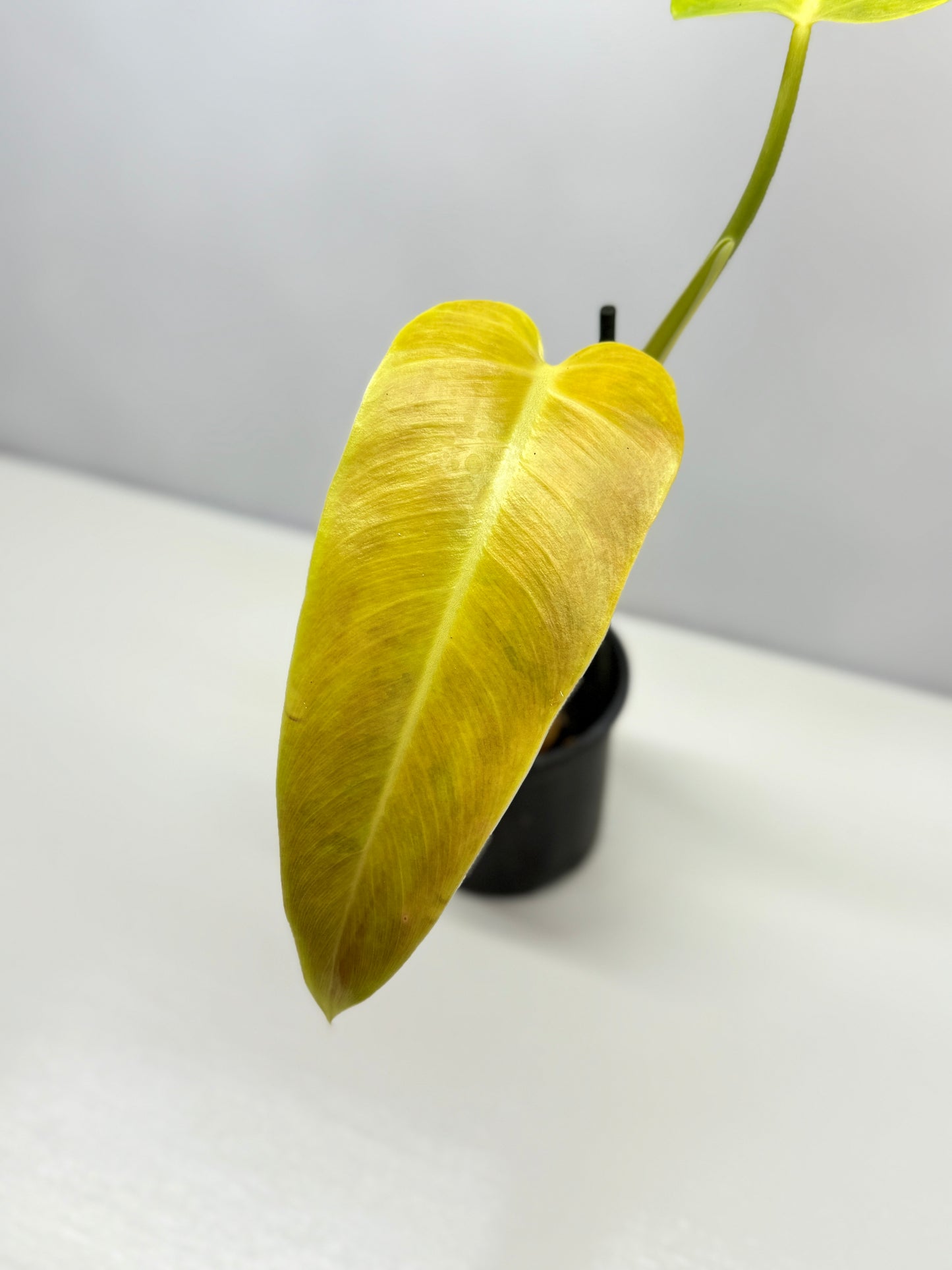 Philodendron Lemon Twist A29