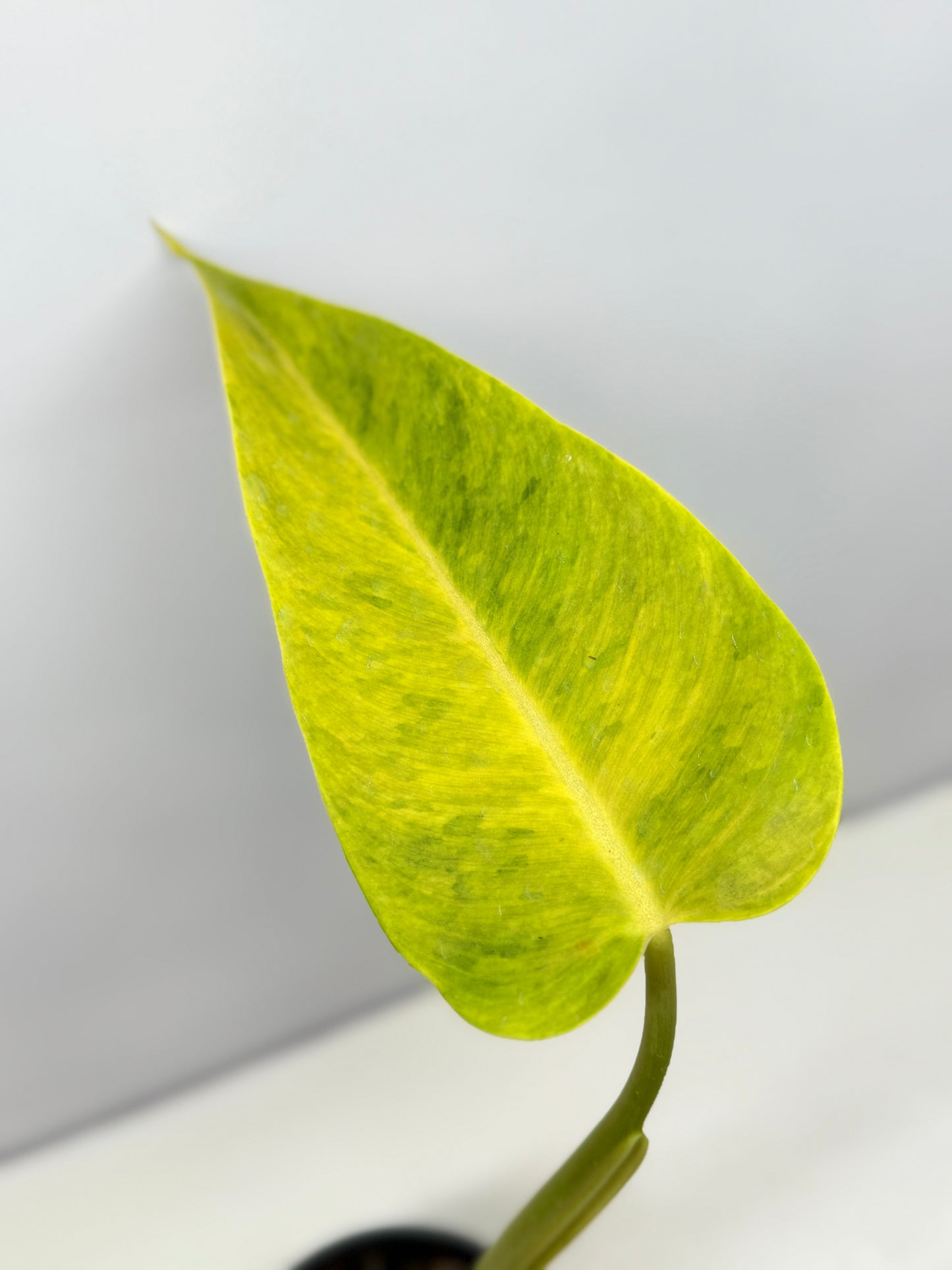 Philodendron Lemon Twist A29