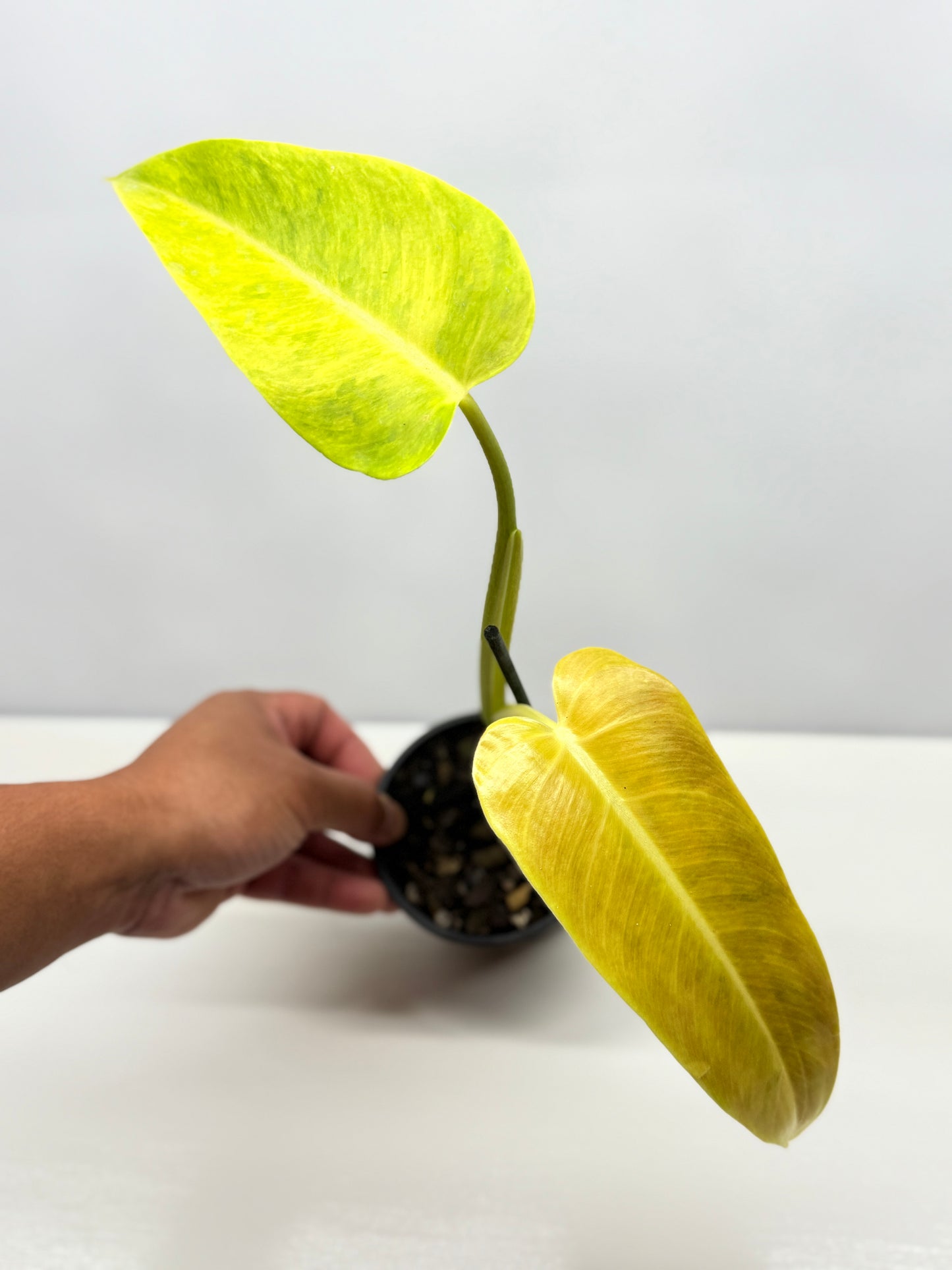 Philodendron Lemon Twist A29