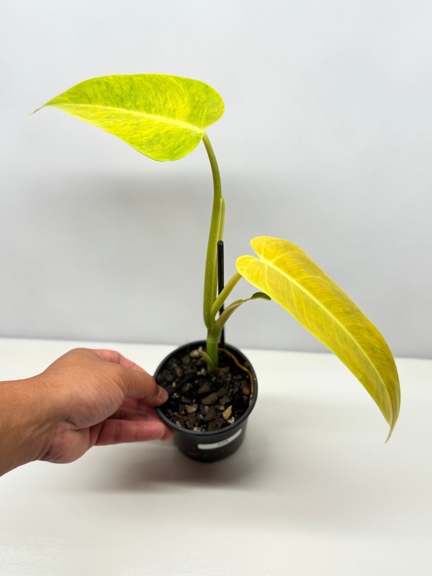Philodendron Lemon Twist A29
