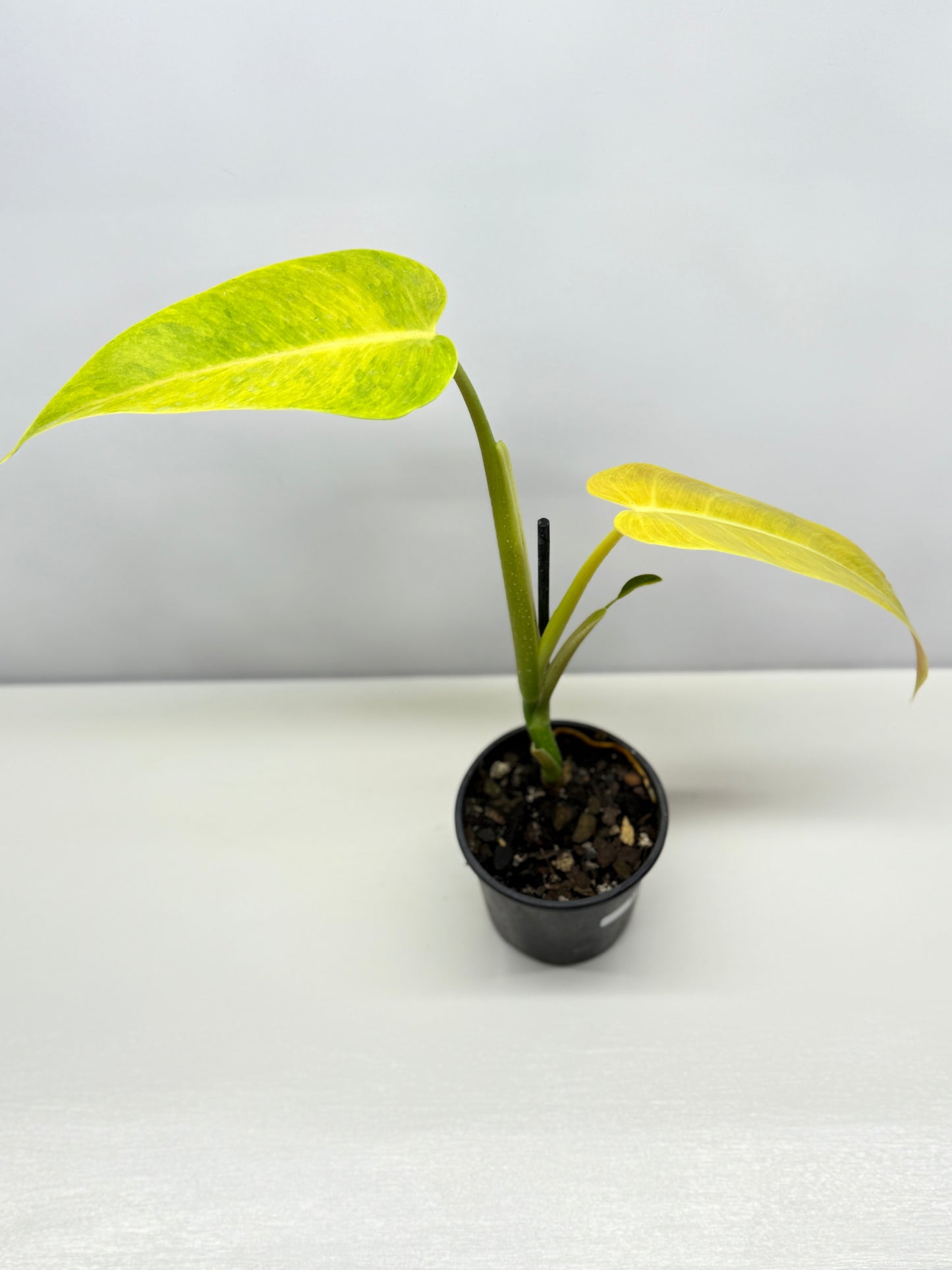 Philodendron Lemon Twist A29
