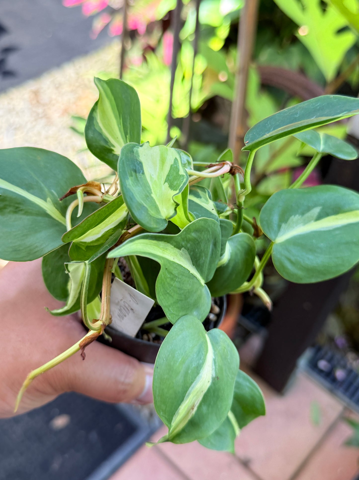 Philodendron 'Cream Splash' M43