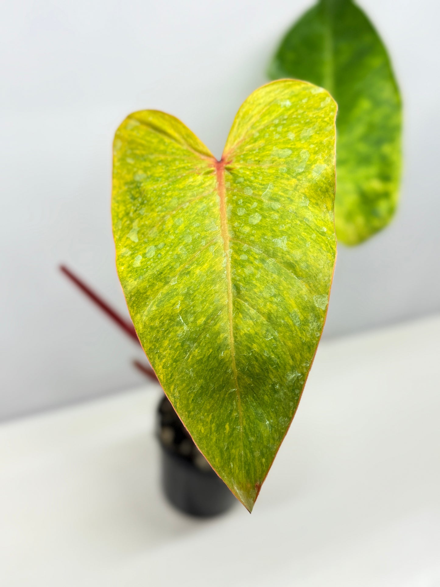 Philodendron Paint Lady (Established Tip Cutting) A30
