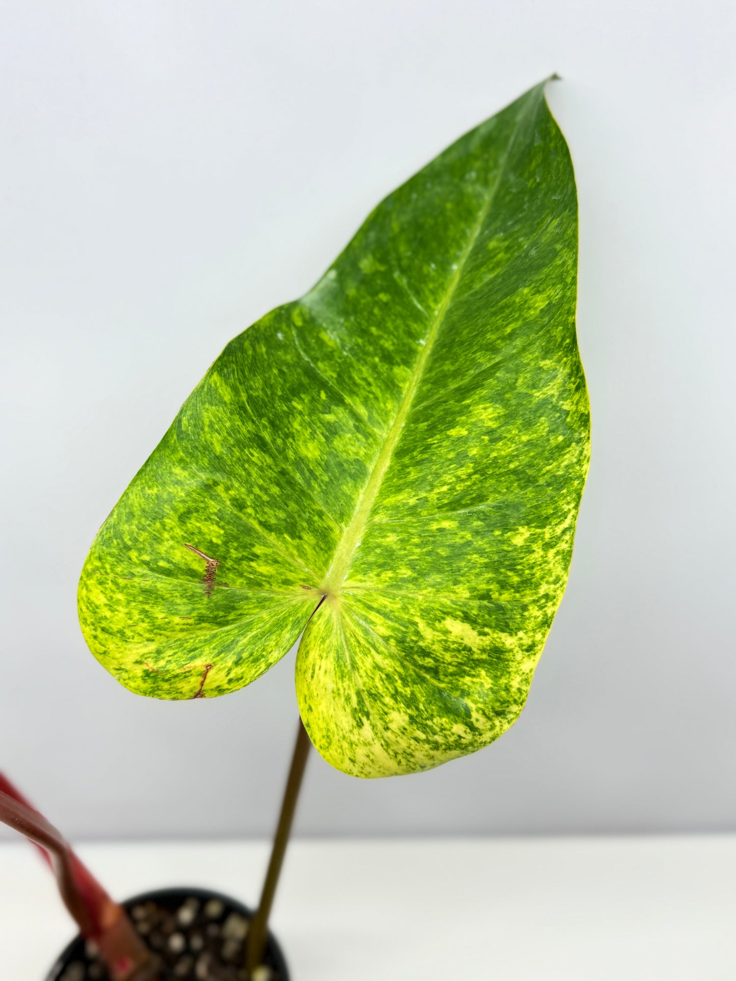 Philodendron Paint Lady (Established Tip Cutting) A30