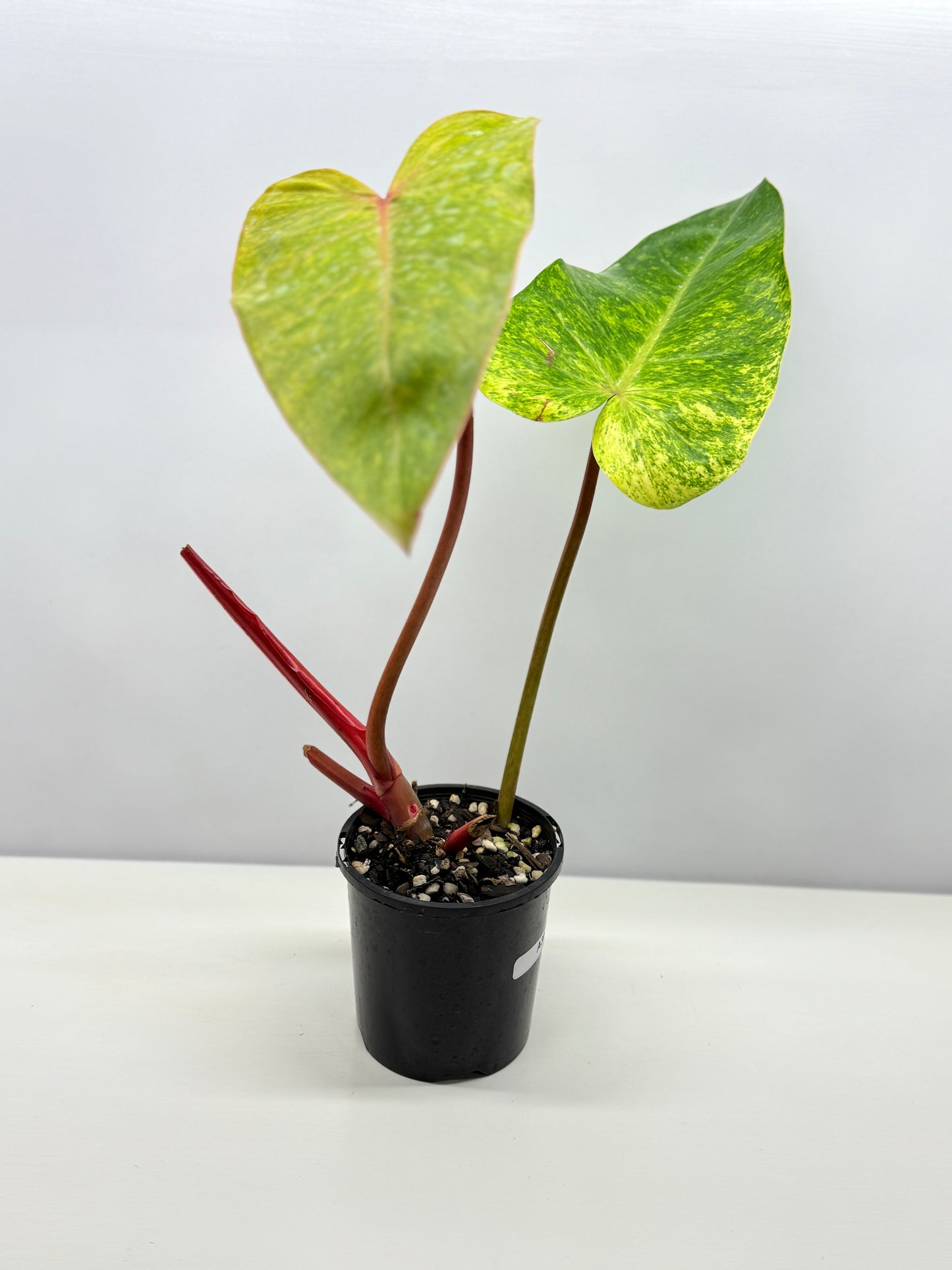 Philodendron Paint Lady (Established Tip Cutting) A30