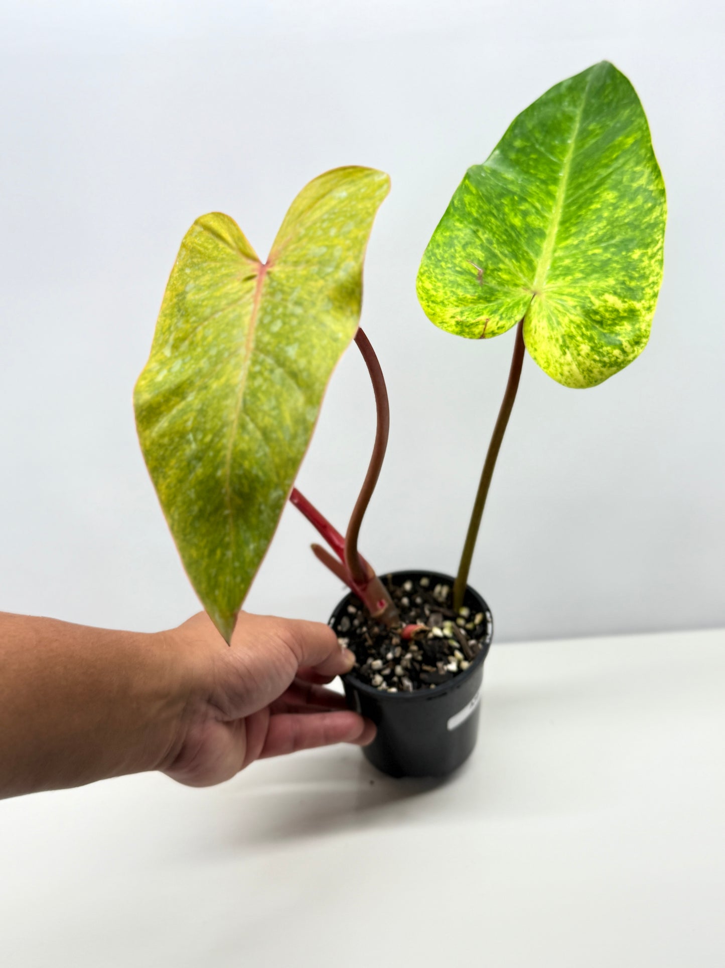 Philodendron Paint Lady (Established Tip Cutting) A30