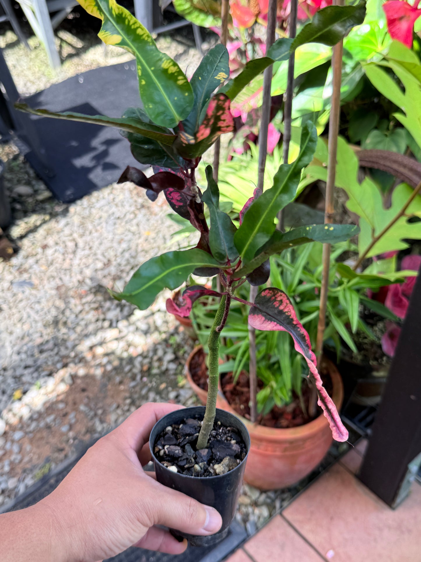 Croton 'Tutti Frutti' R21