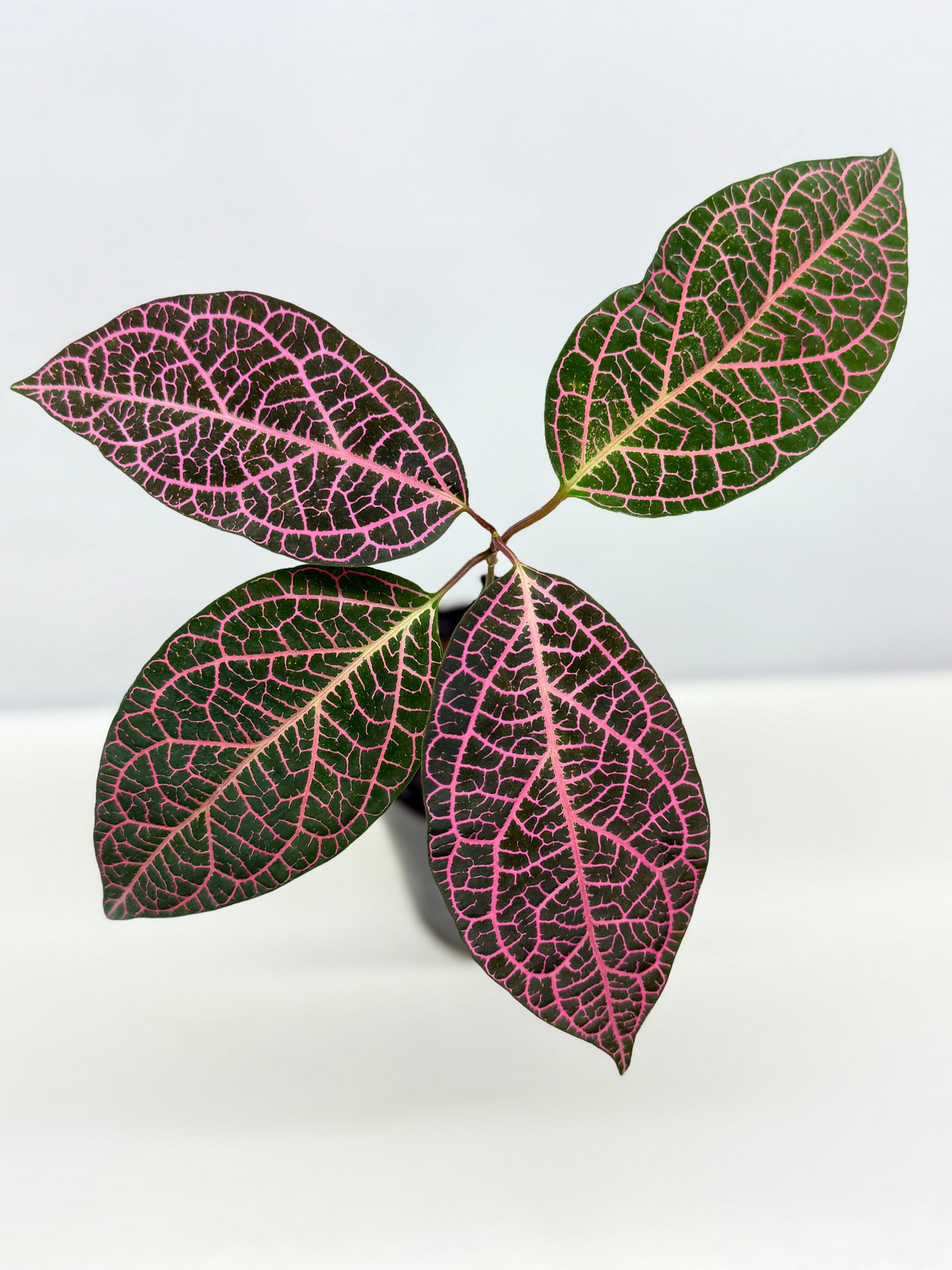 Prestonia quinquangularis Dogbane - Best Pick of the Crop!