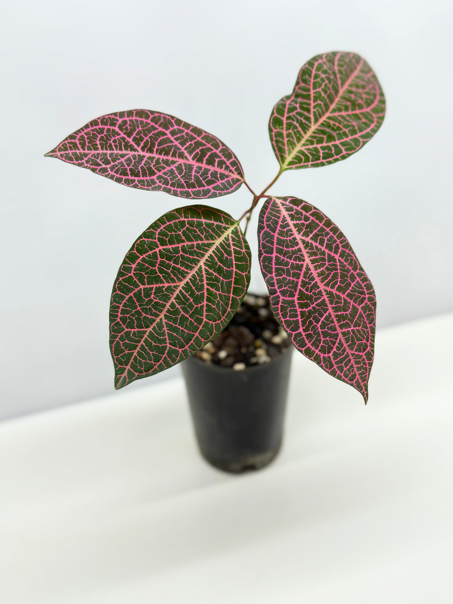 Prestonia quinquangularis Dogbane - Best Pick of the Crop!