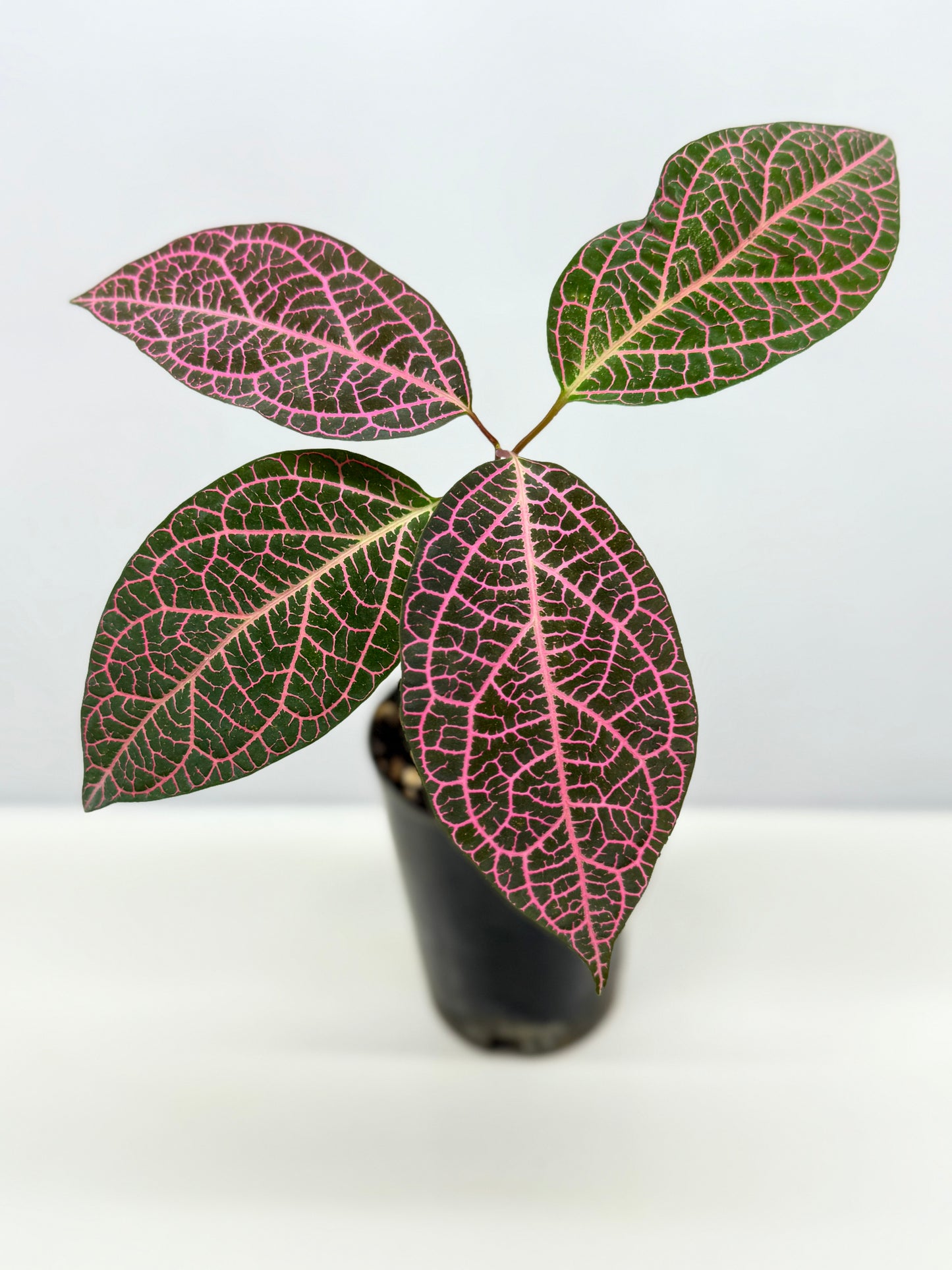 Prestonia quinquangularis Dogbane - Best Pick of the Crop!