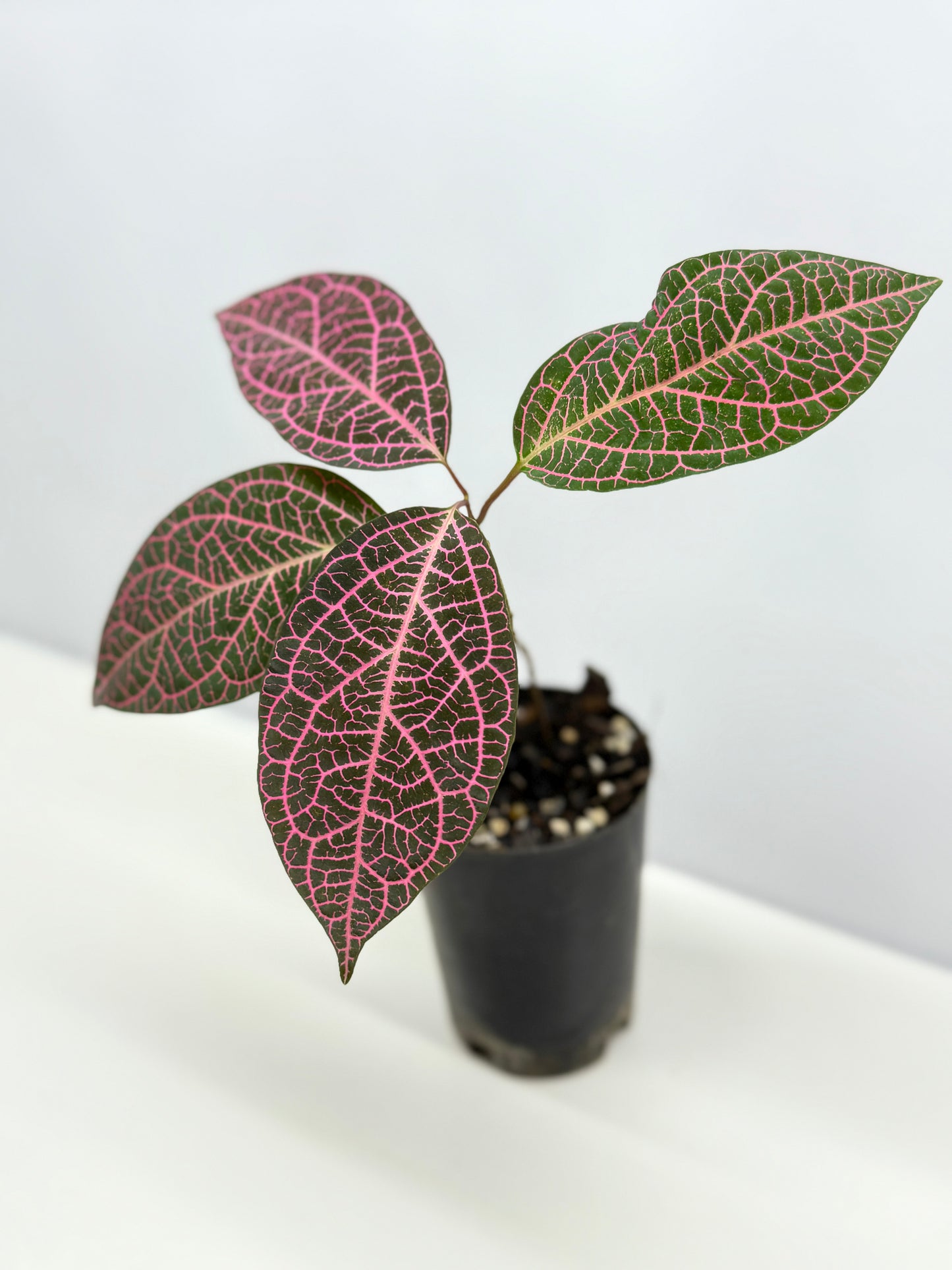 Prestonia quinquangularis Dogbane - Best Pick of the Crop!