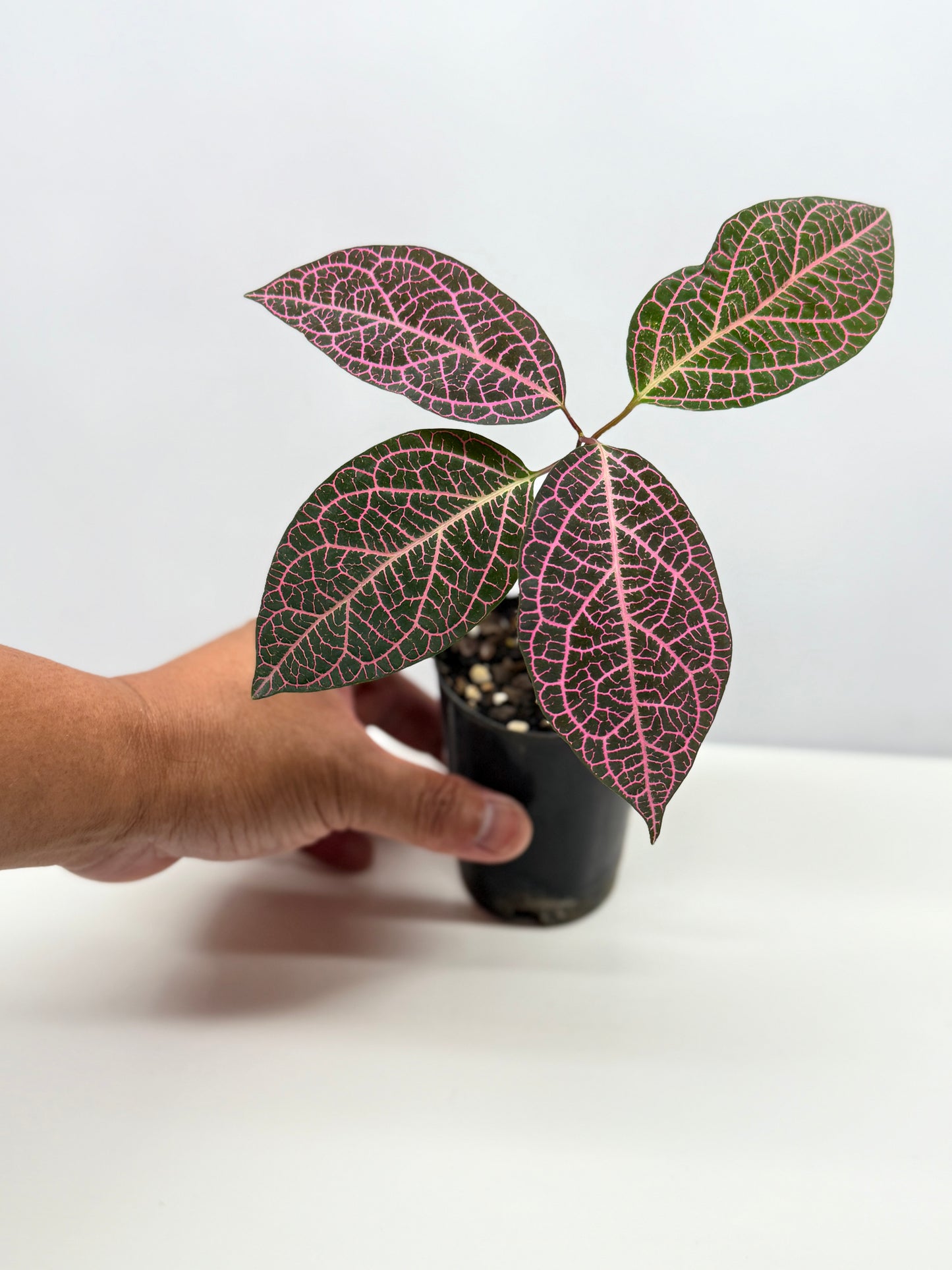 Prestonia quinquangularis Dogbane - Best Pick of the Crop!