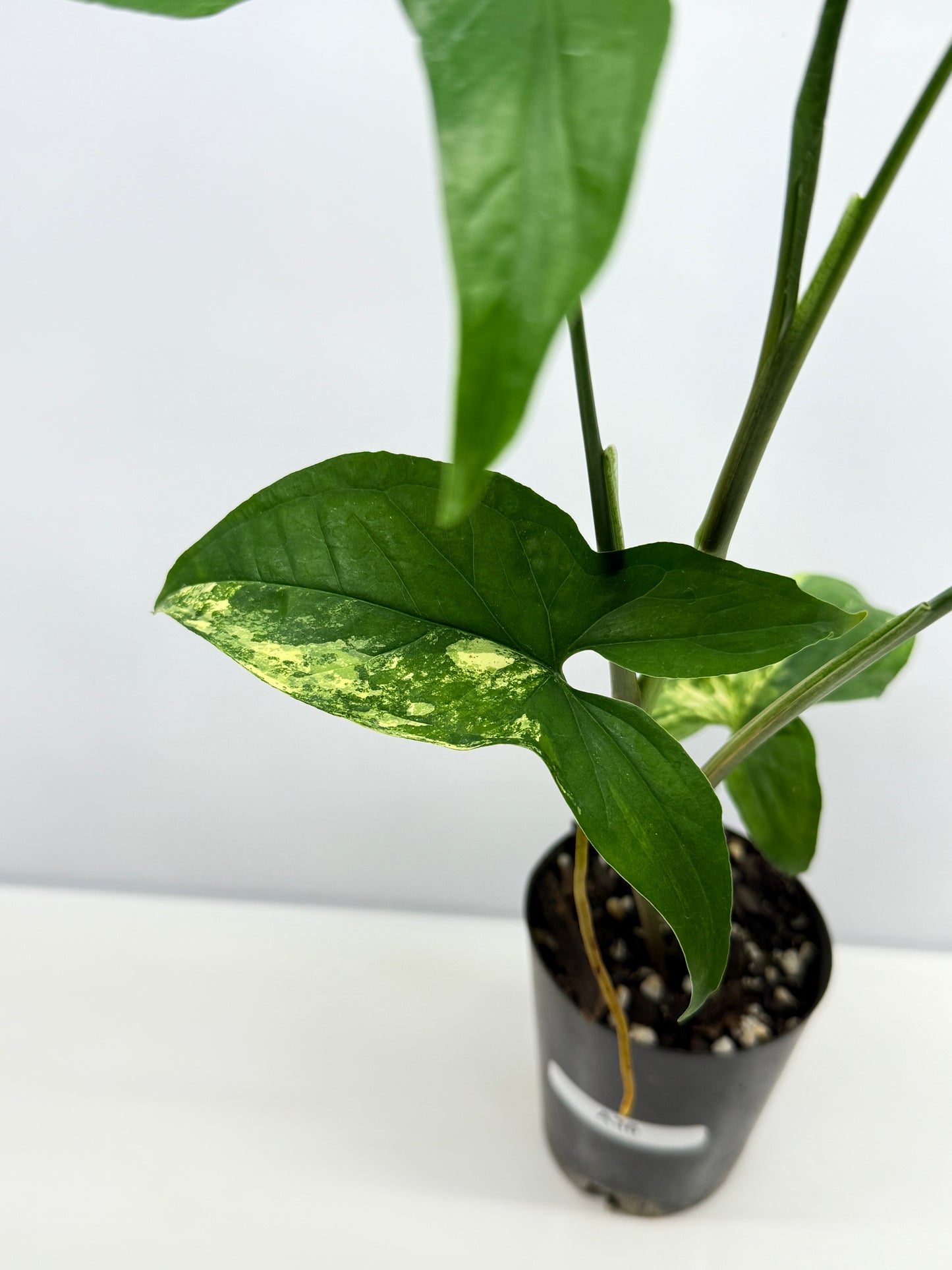 Syngonium podophyllum Aurea A36