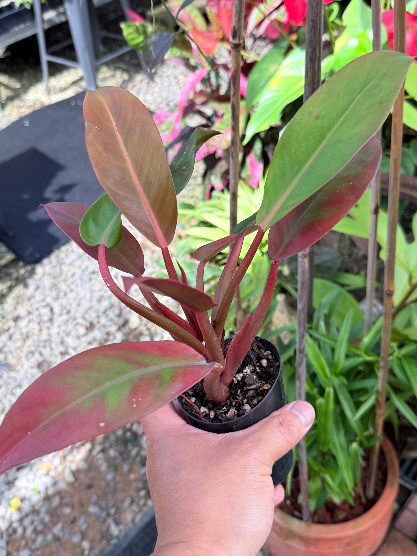 Philodendron 'Red Sun' M50