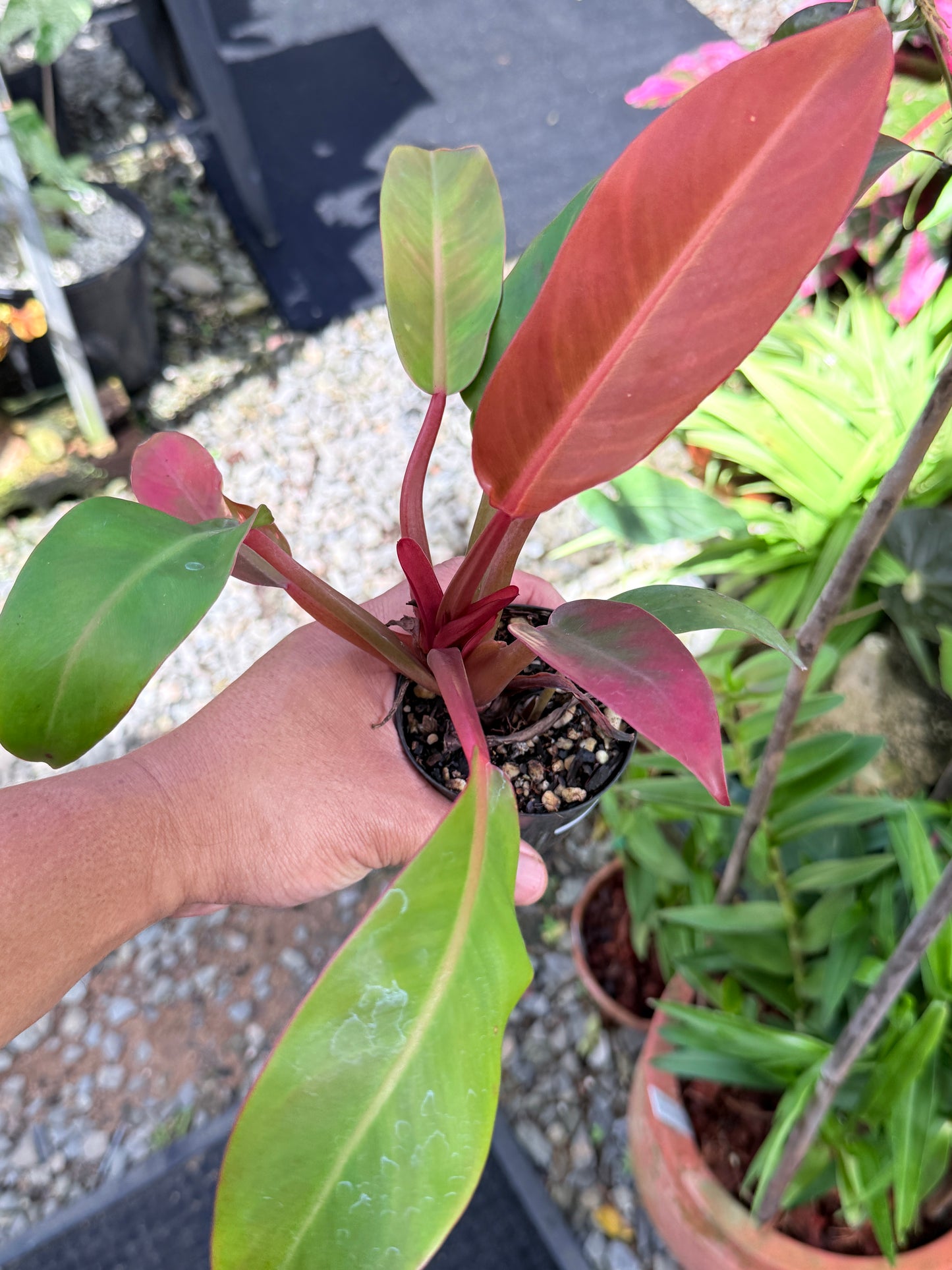 Philodendron 'Red Sun' M49
