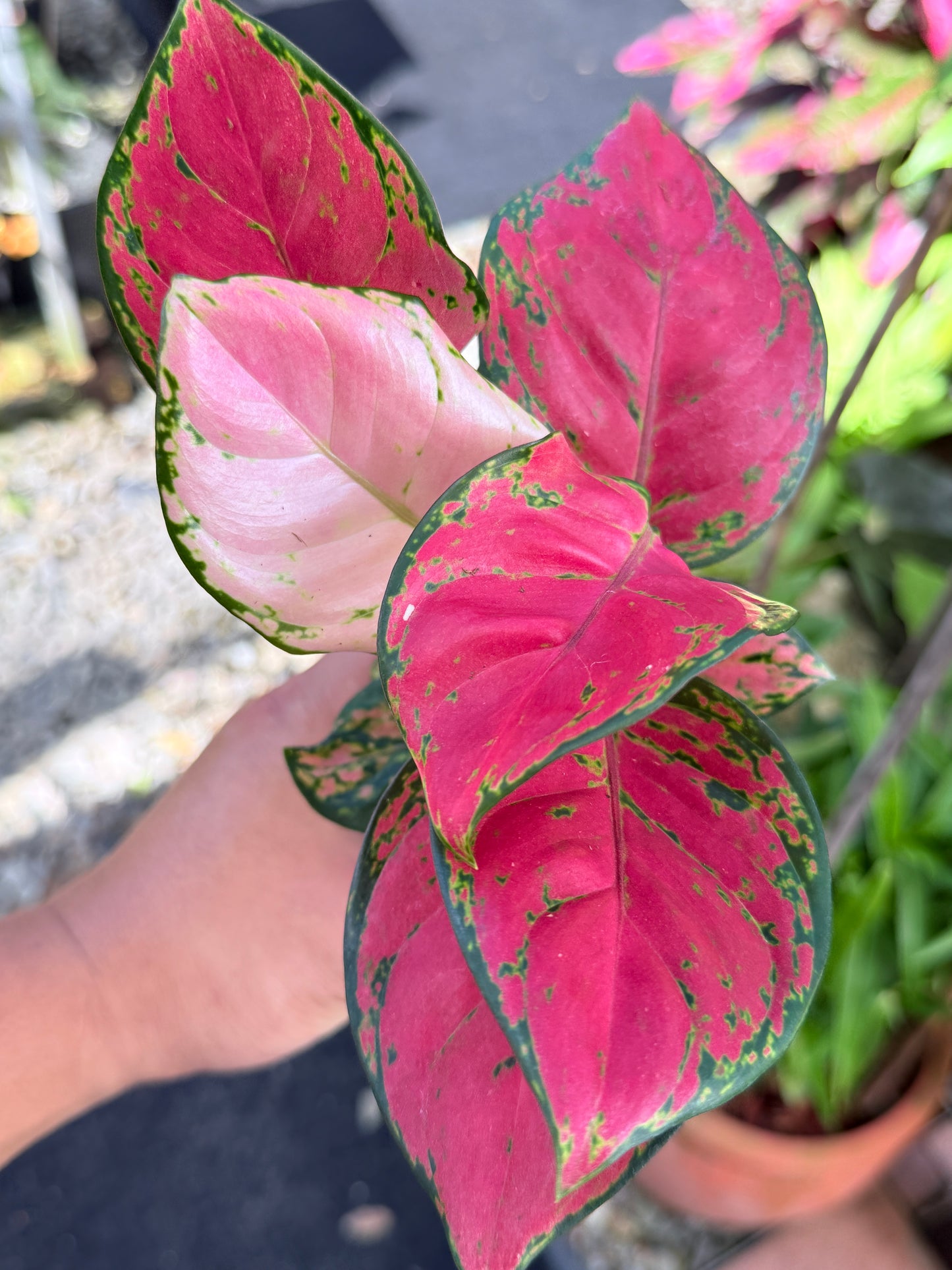 Aglaonema 'Red Unyamanee' M52