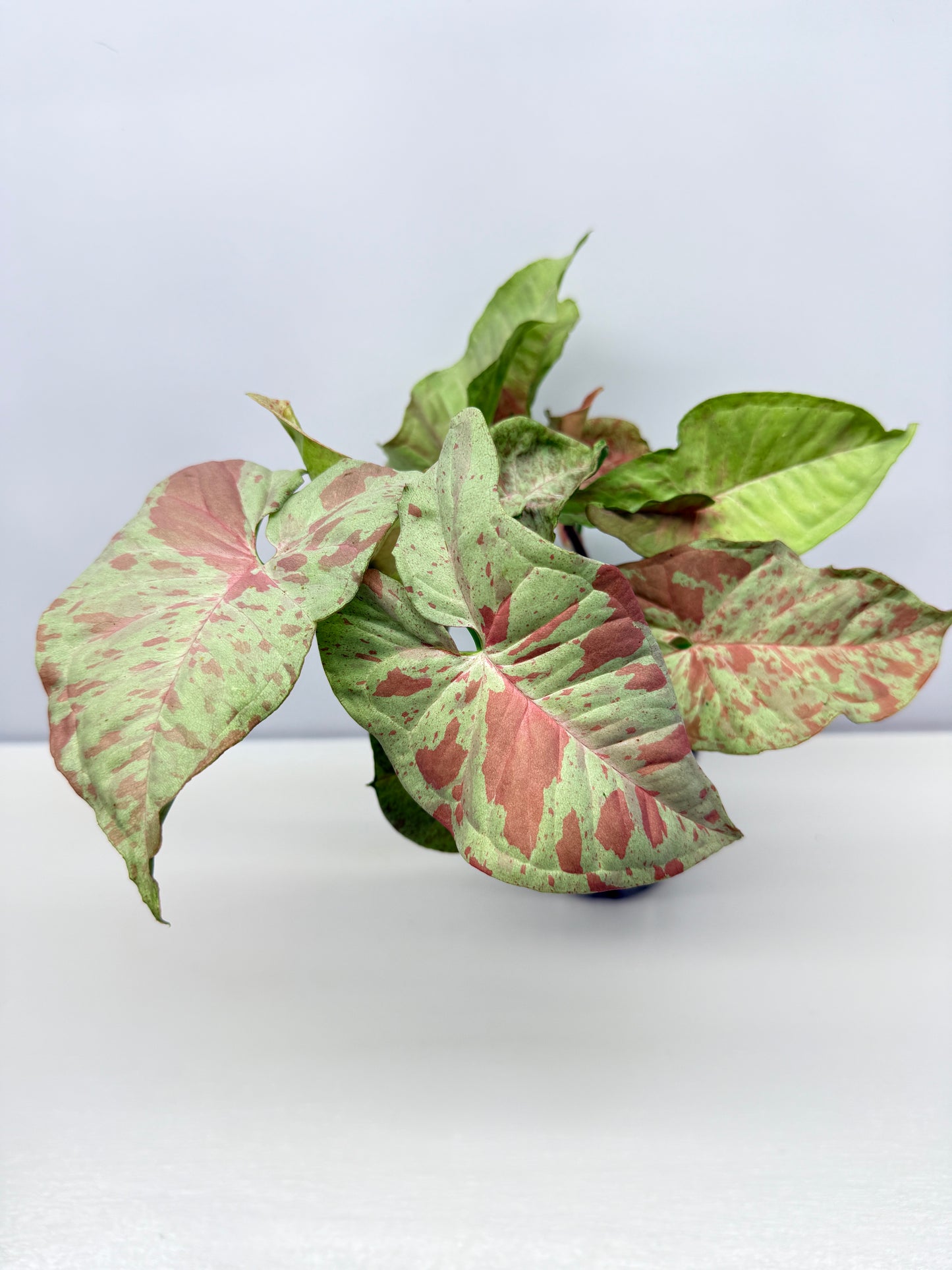 Syngonium Confetti NONTC A39