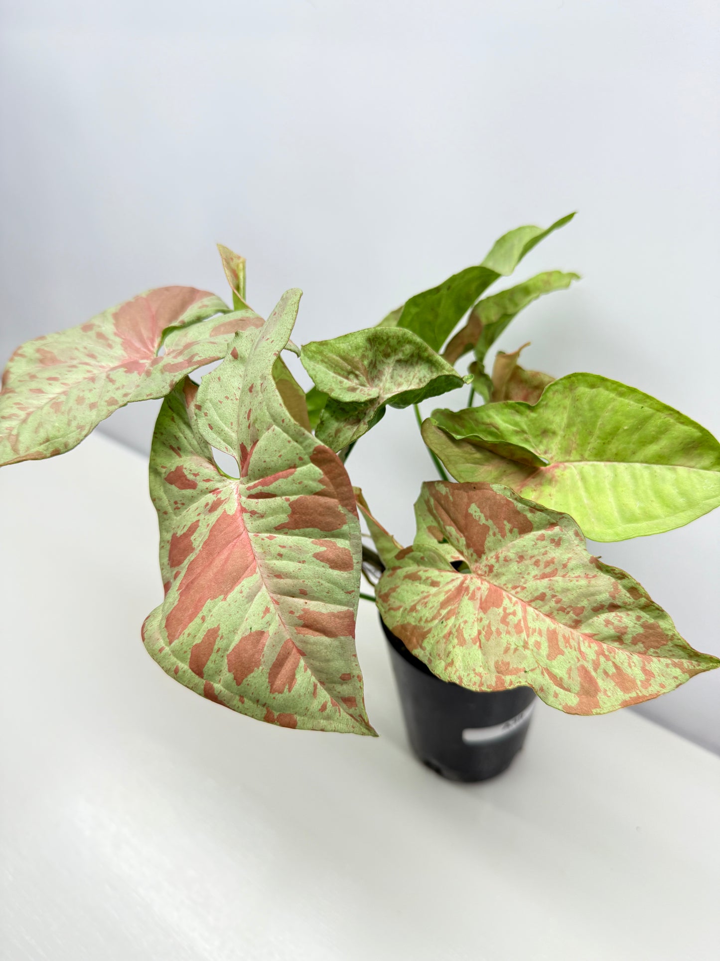 Syngonium Confetti NONTC A39