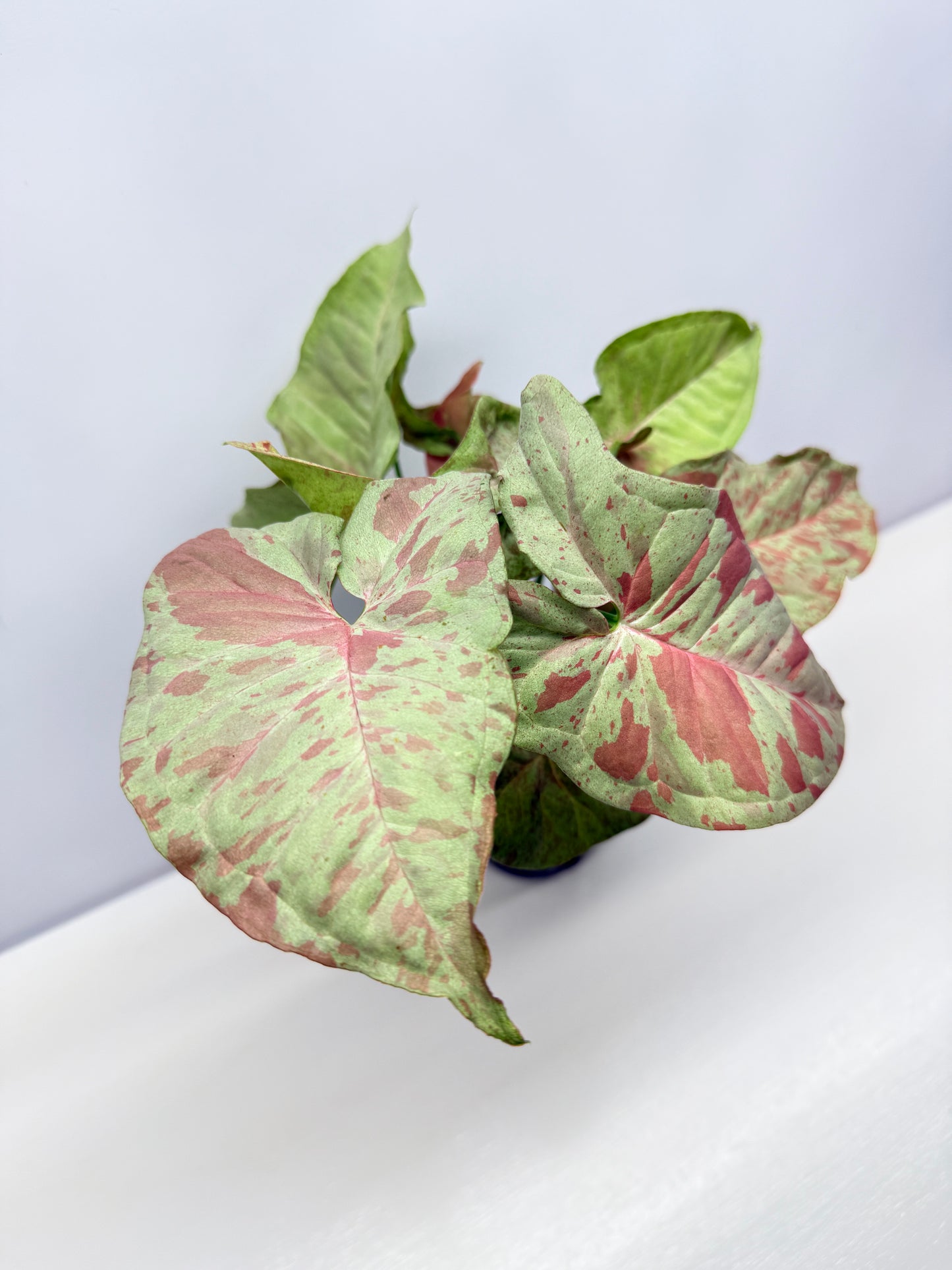 Syngonium Confetti NONTC A39
