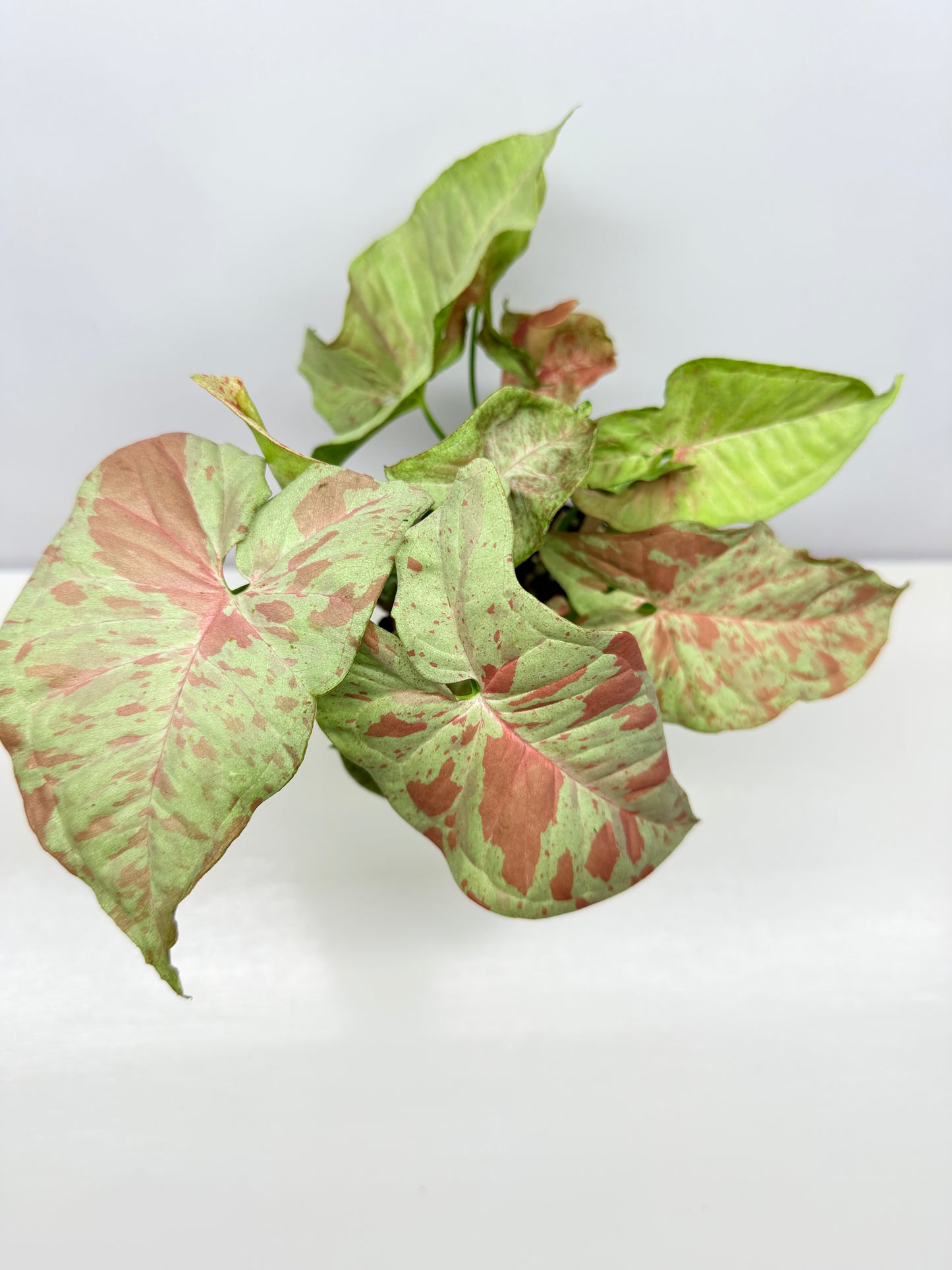 Syngonium Confetti NONTC A39