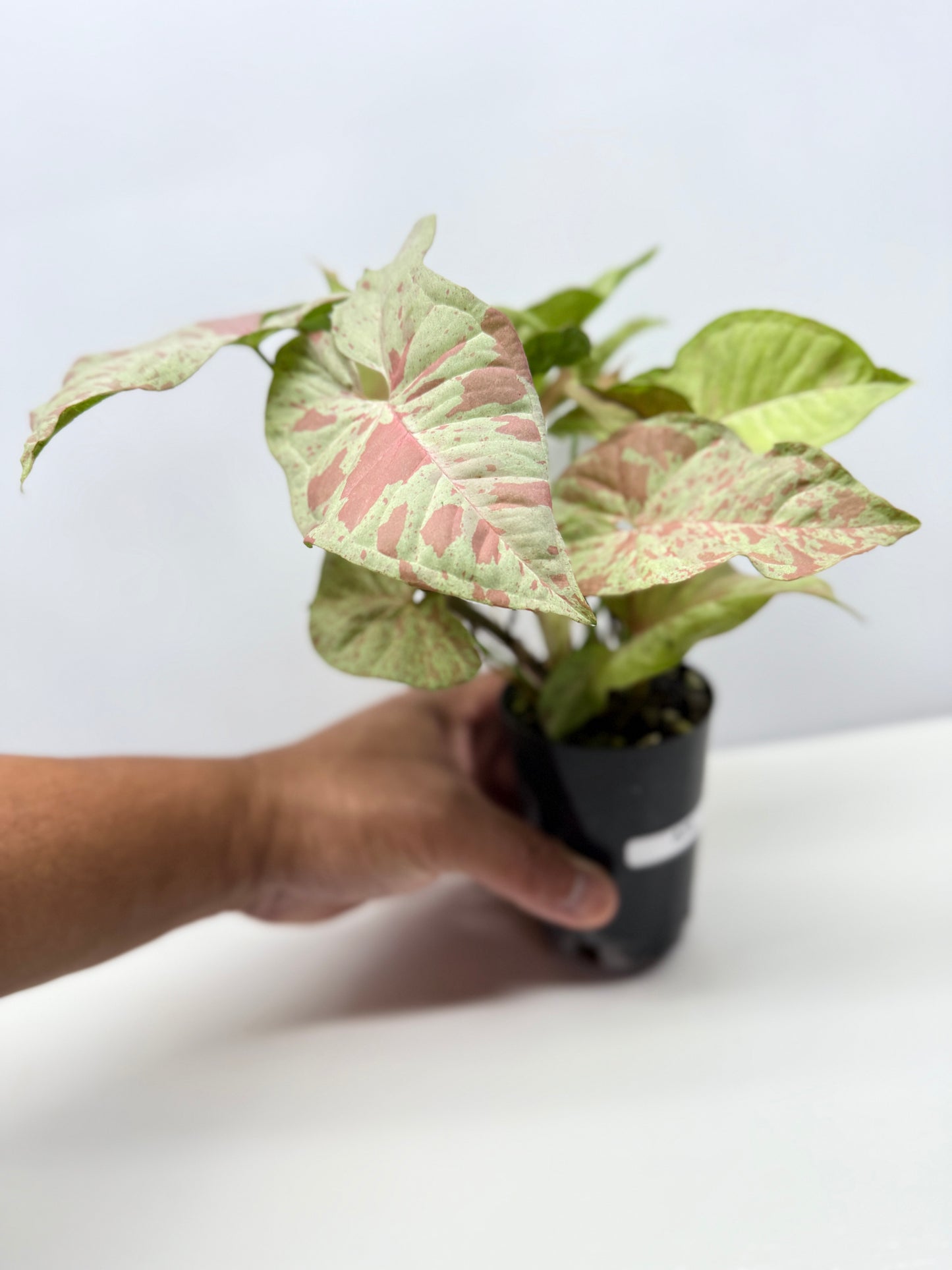 Syngonium Confetti NONTC A39