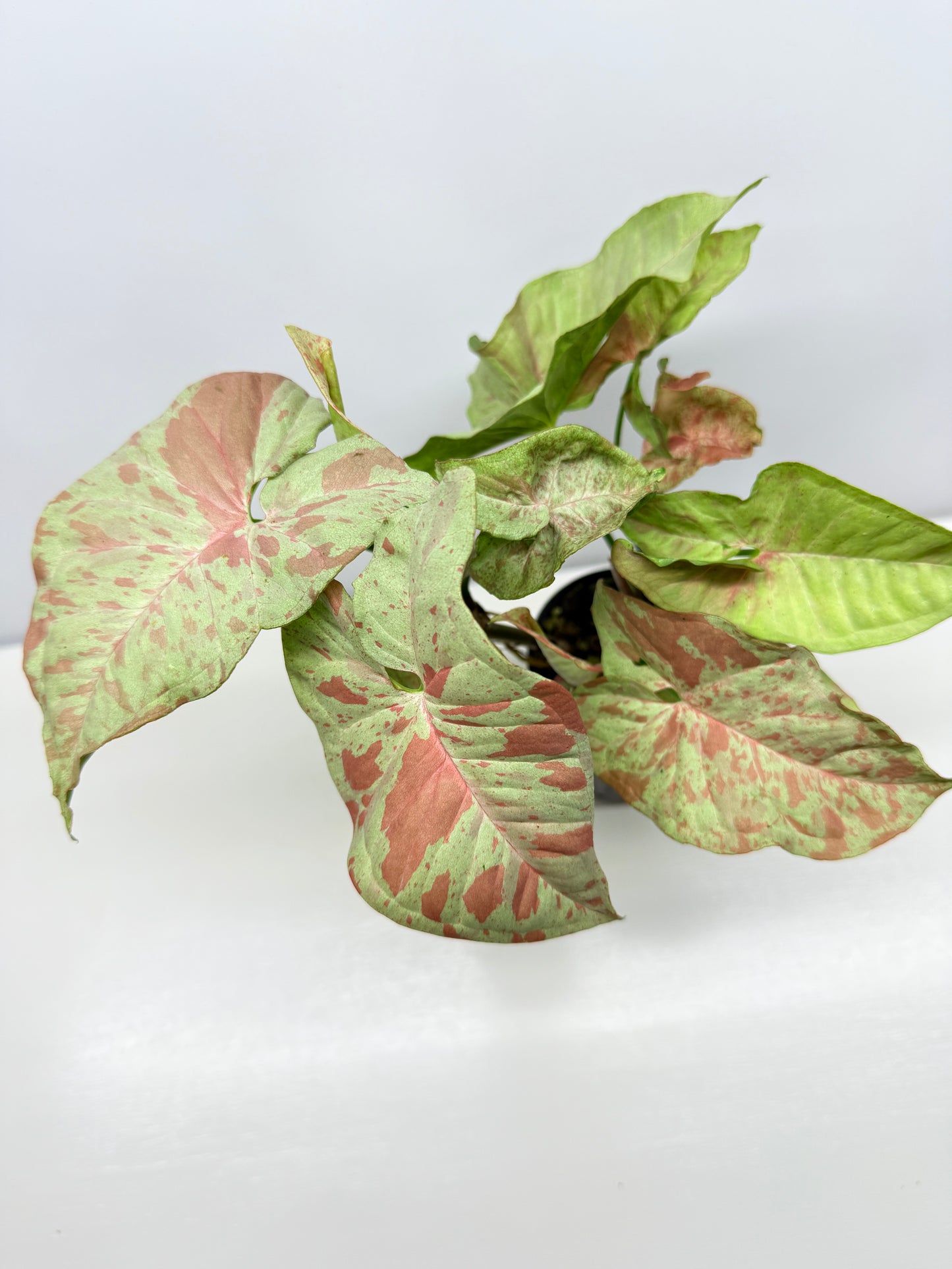 Syngonium Confetti NONTC A39
