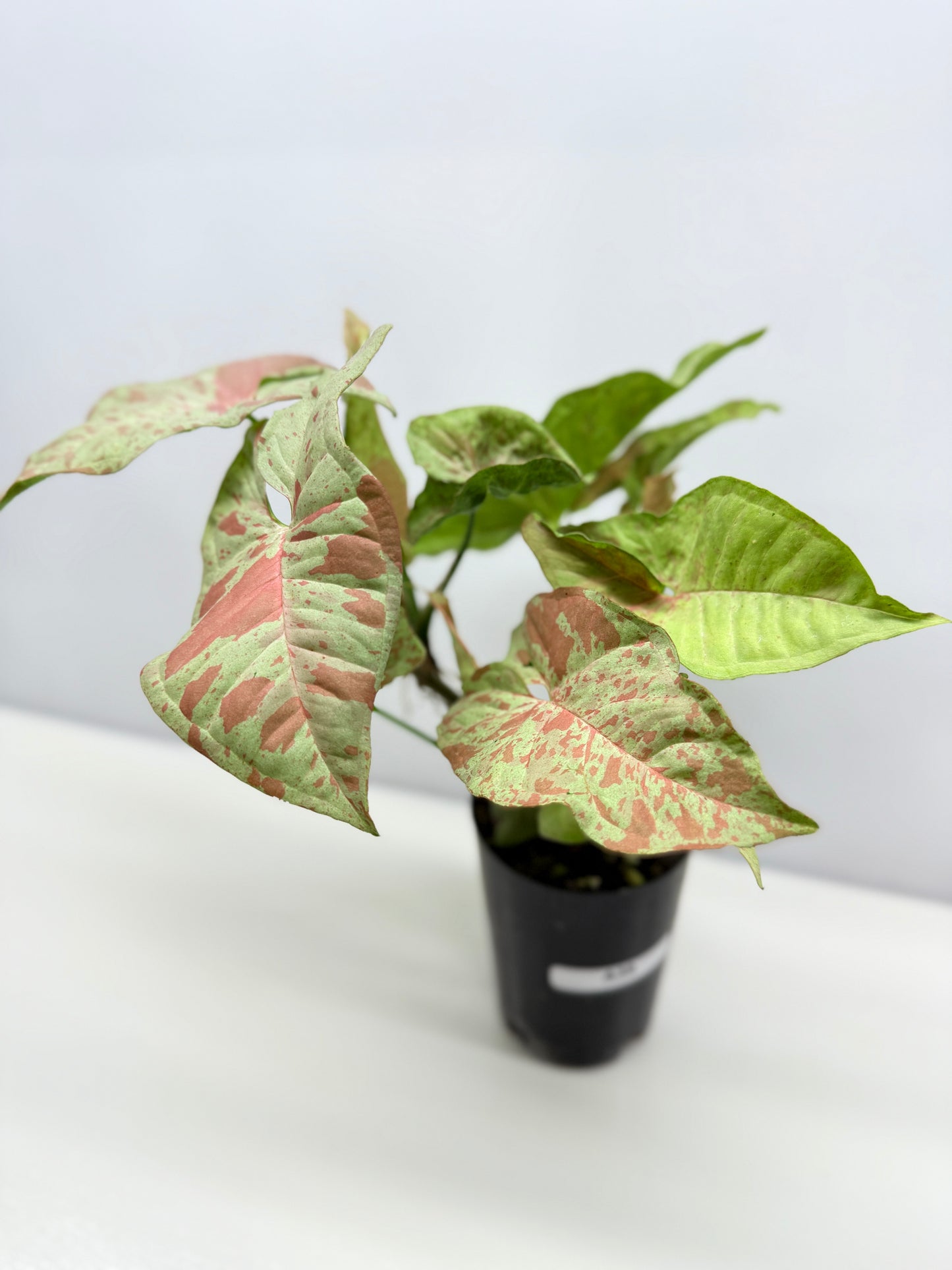 Syngonium Confetti NONTC A39