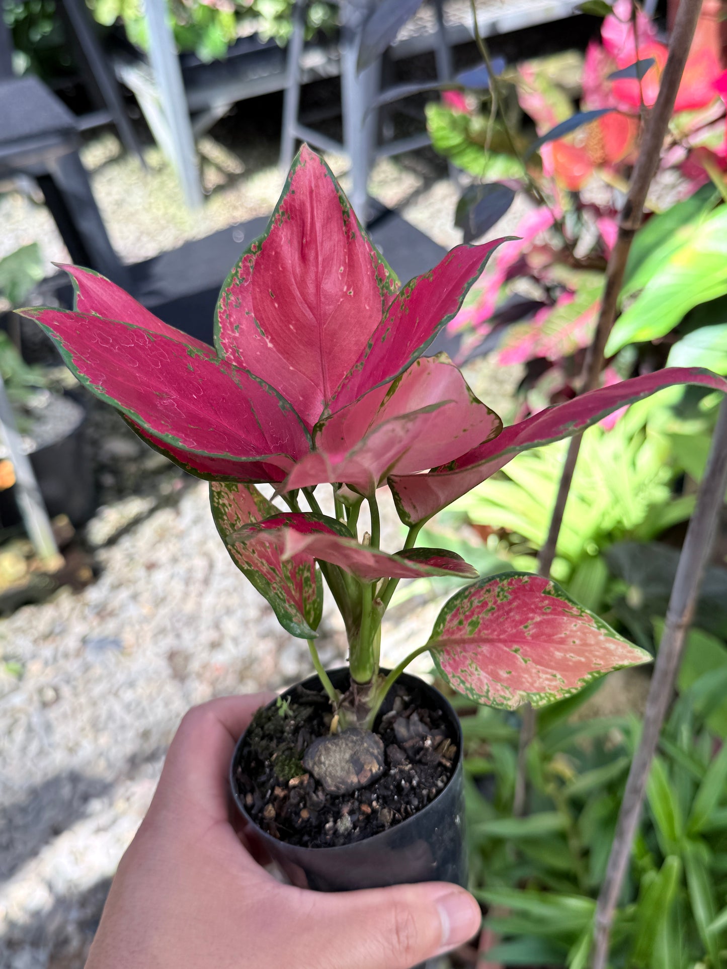 Aglaonema 'Red Unyamanee' M54