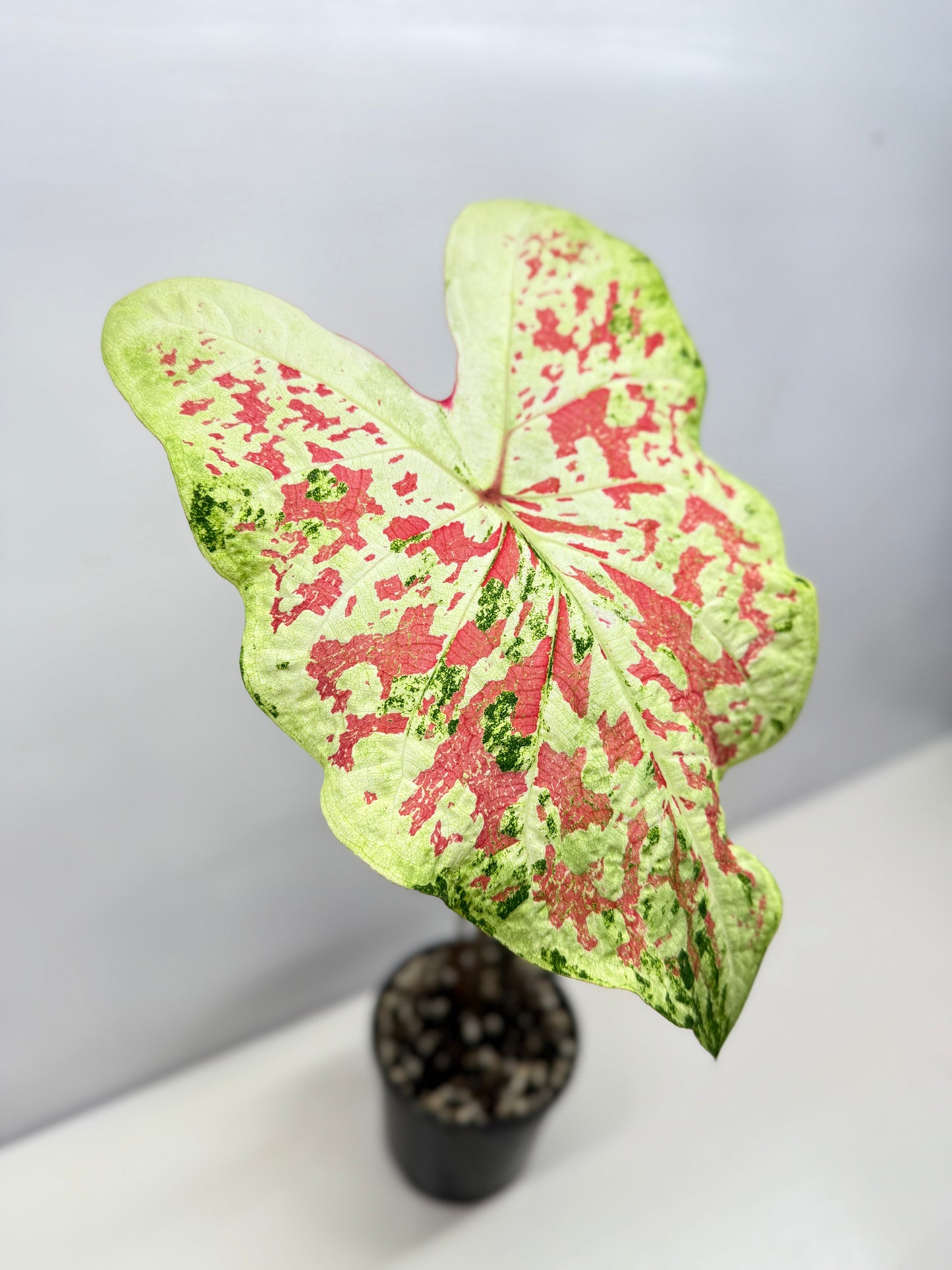 Caladium NOID A44