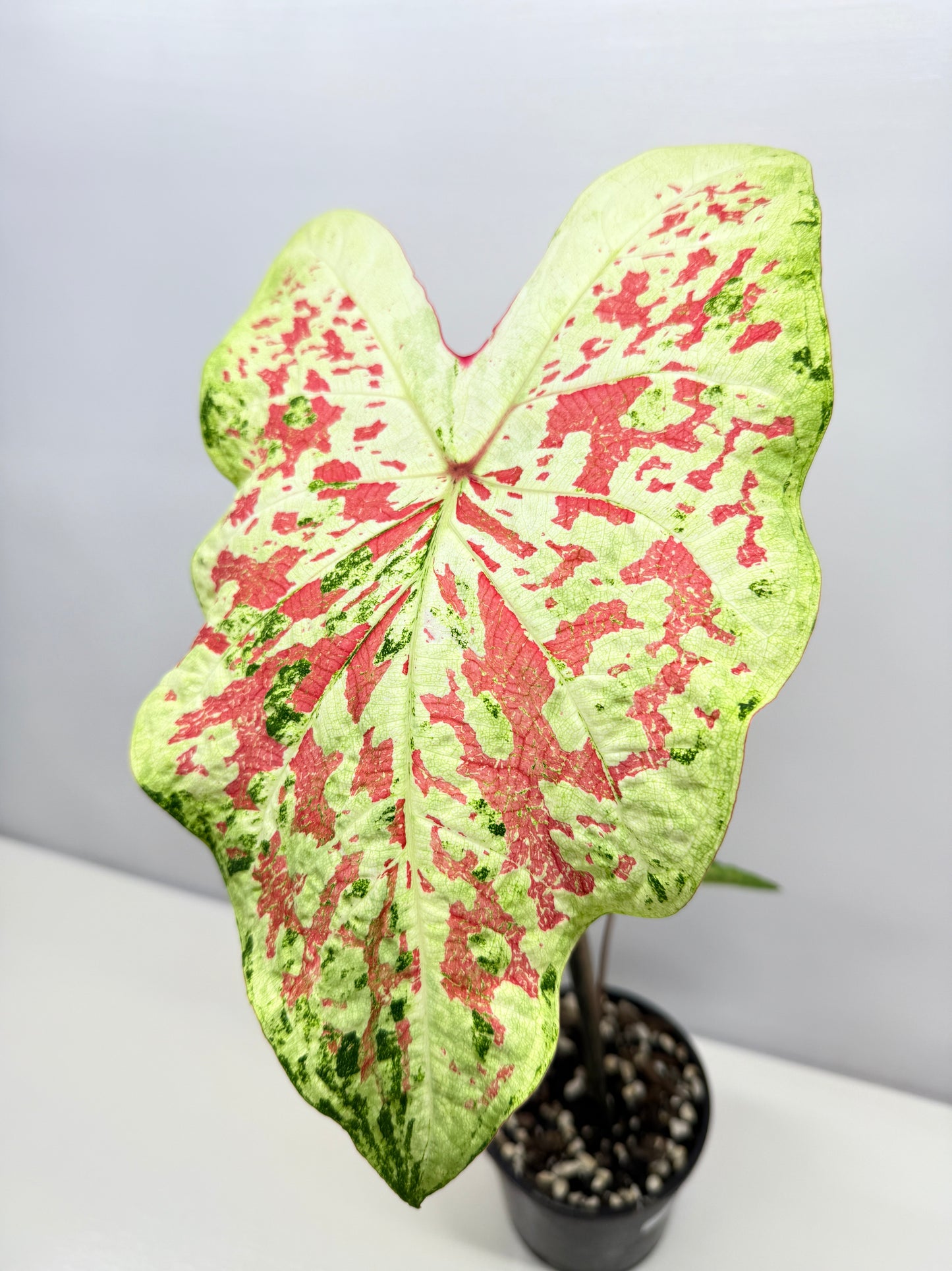 Caladium NOID A44