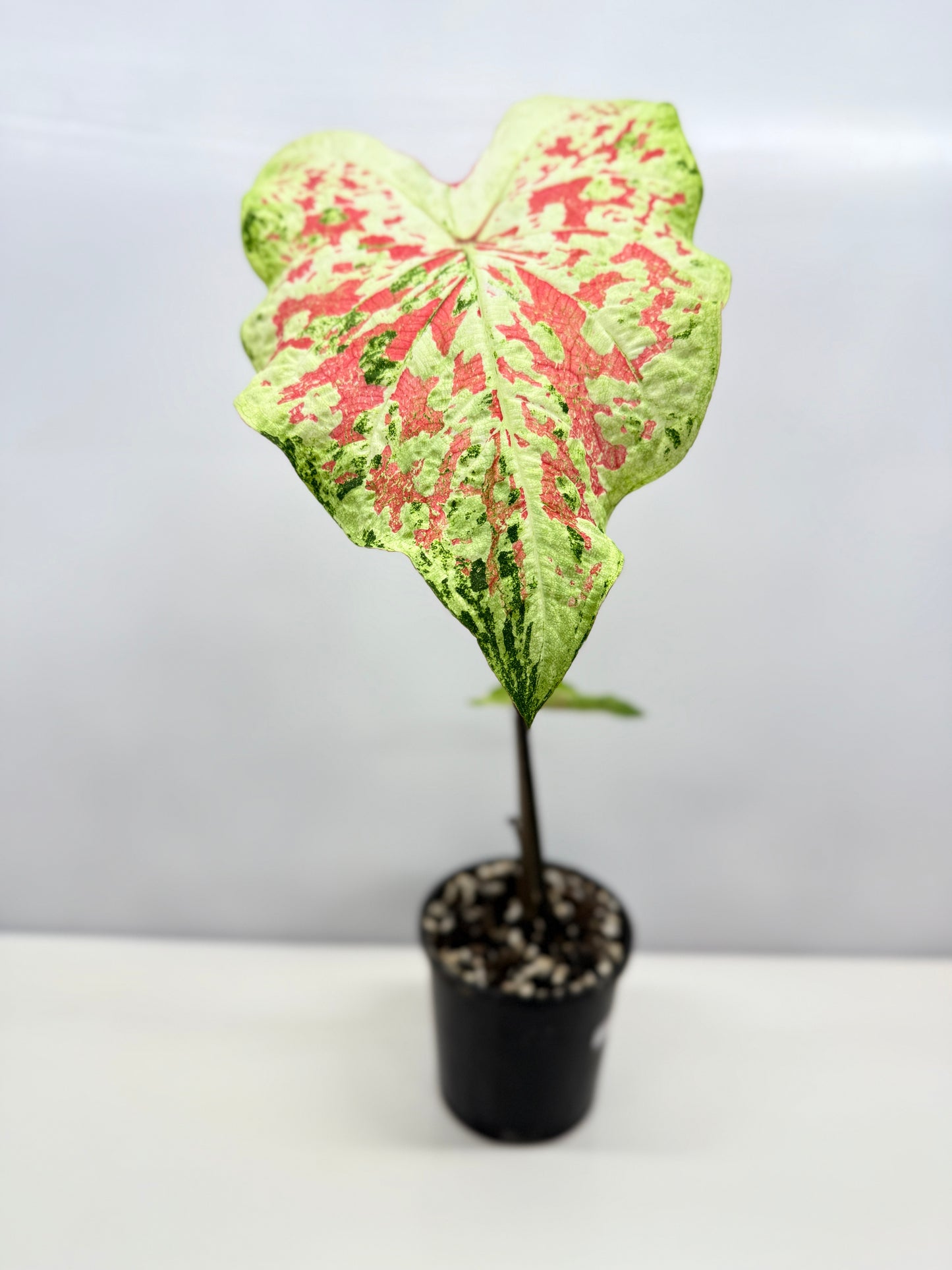 Caladium NOID A44