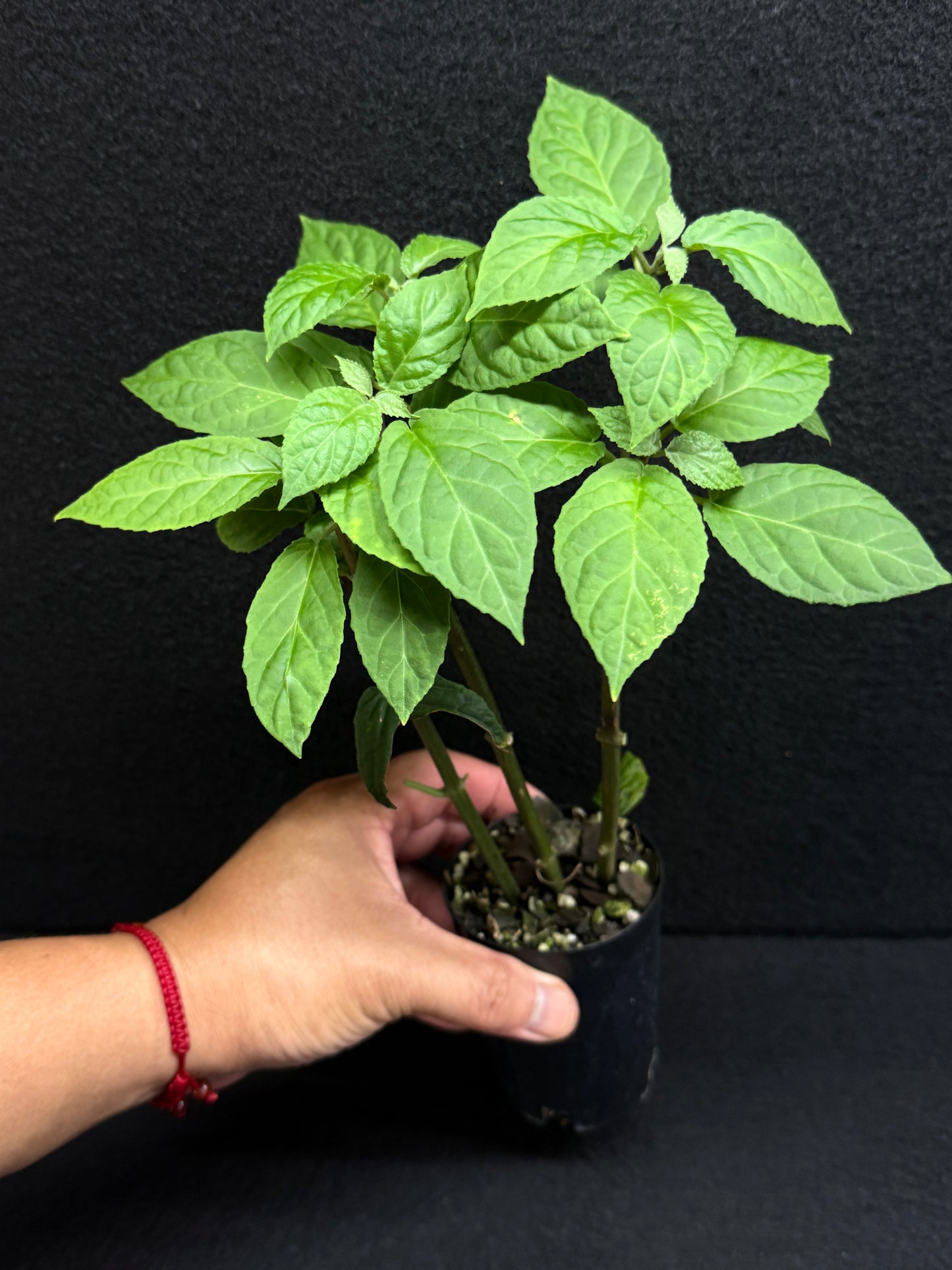 Scutellaria costaricana 'Scarlet Skullcap' - Best Plant in Stock.
