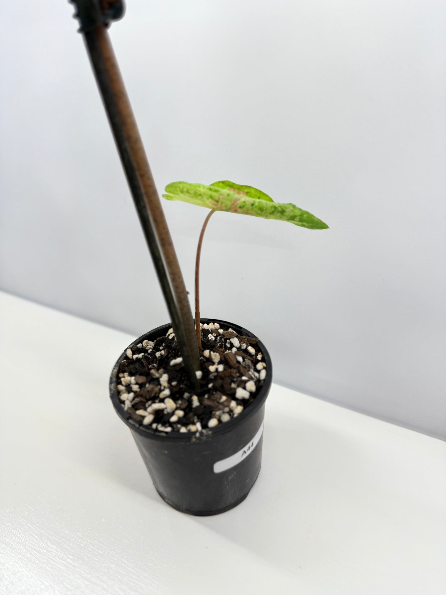 Caladium NOID A44
